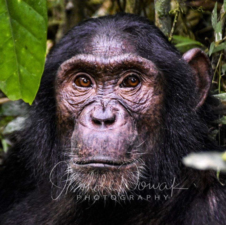 Schimpanse 20 Tage UGANDA SPEZIAL - Gorillas, Safaris und Birding