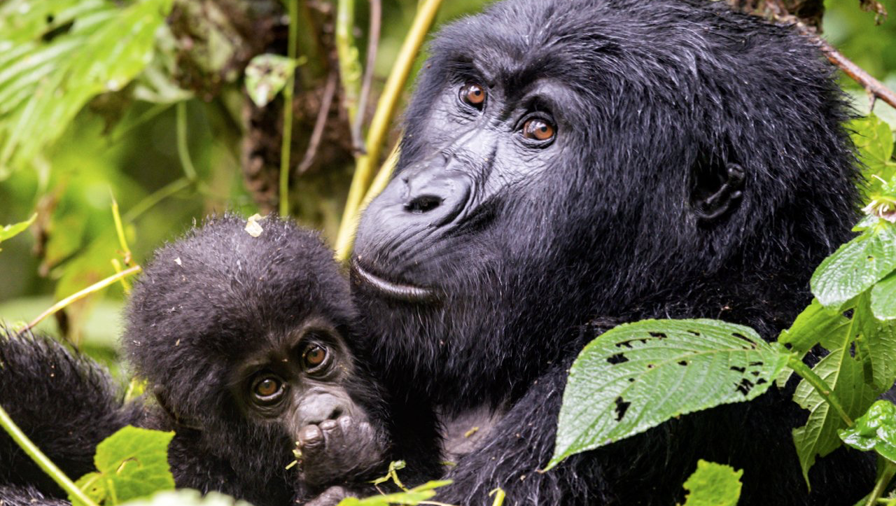 Gorilla Mama mit Baby