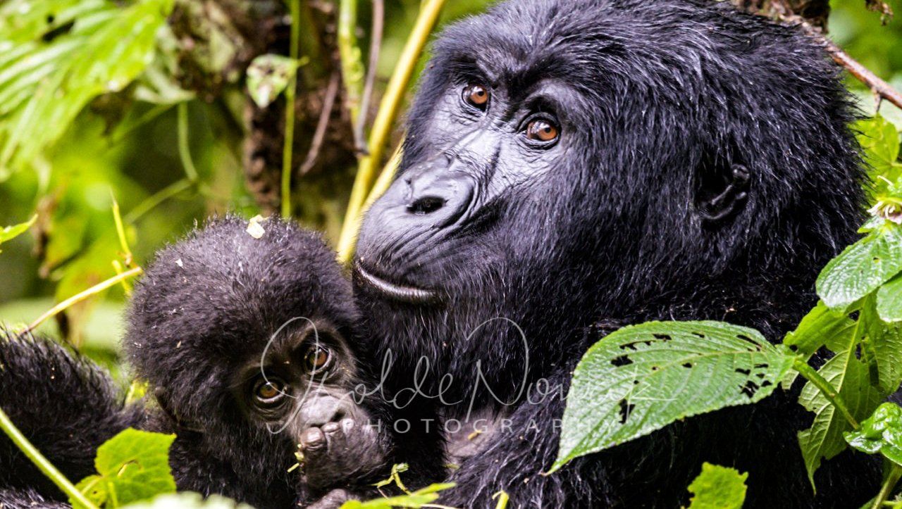Berggorillas 20 Tage UGANDA SPEZIAL - Gorillas, Safaris und Birding