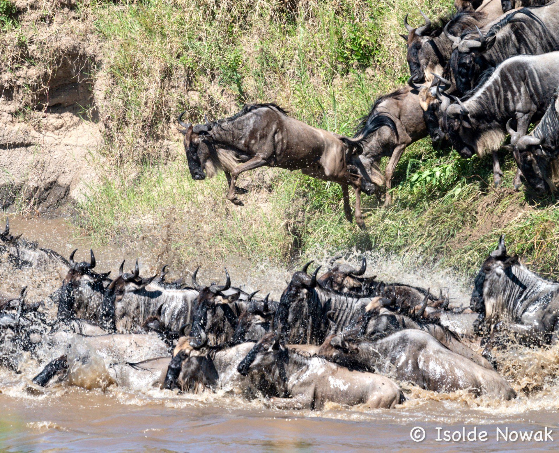 Migration Mara River Crossing