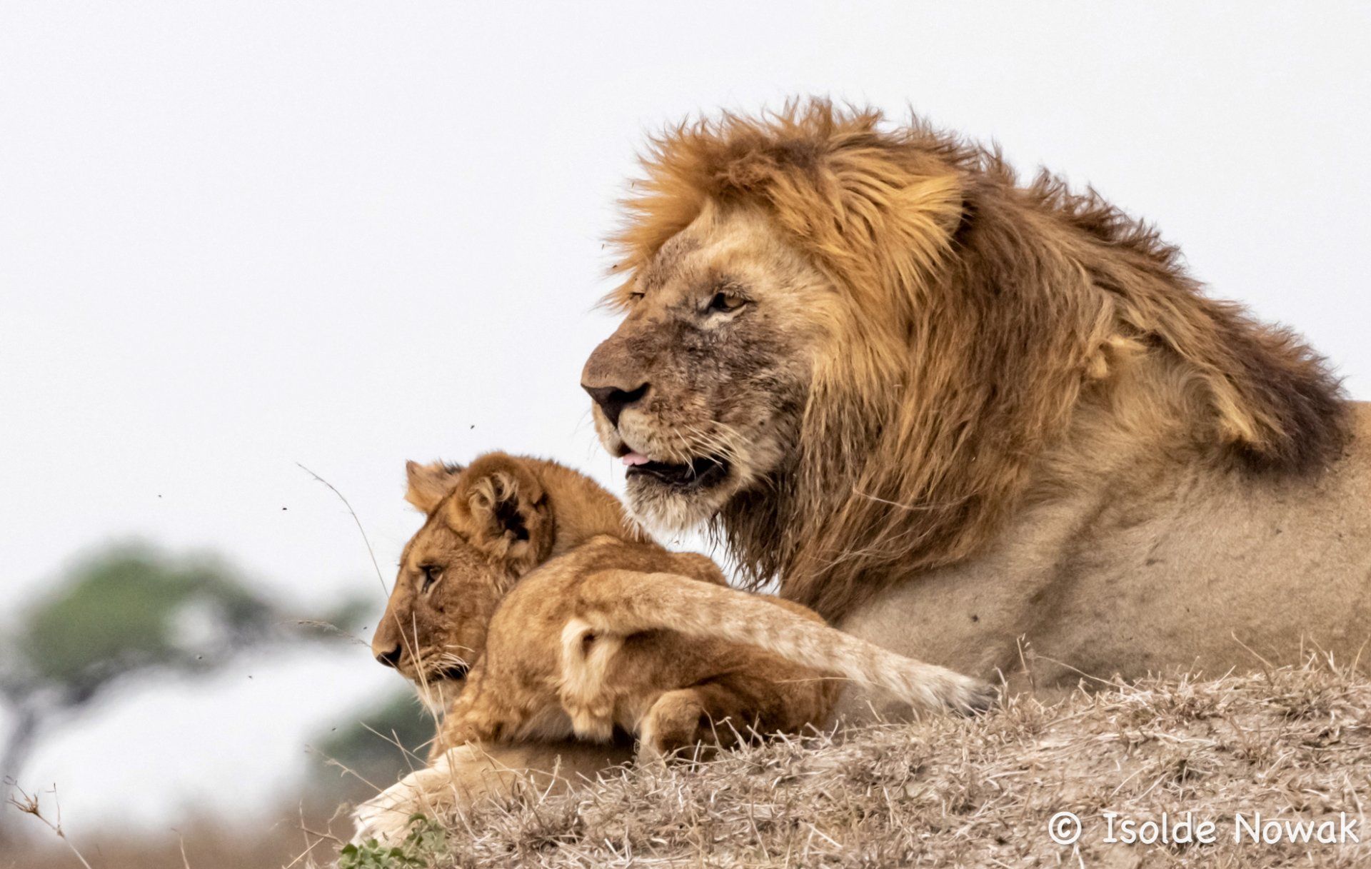 Löwe mit Sohn in der Serengeti