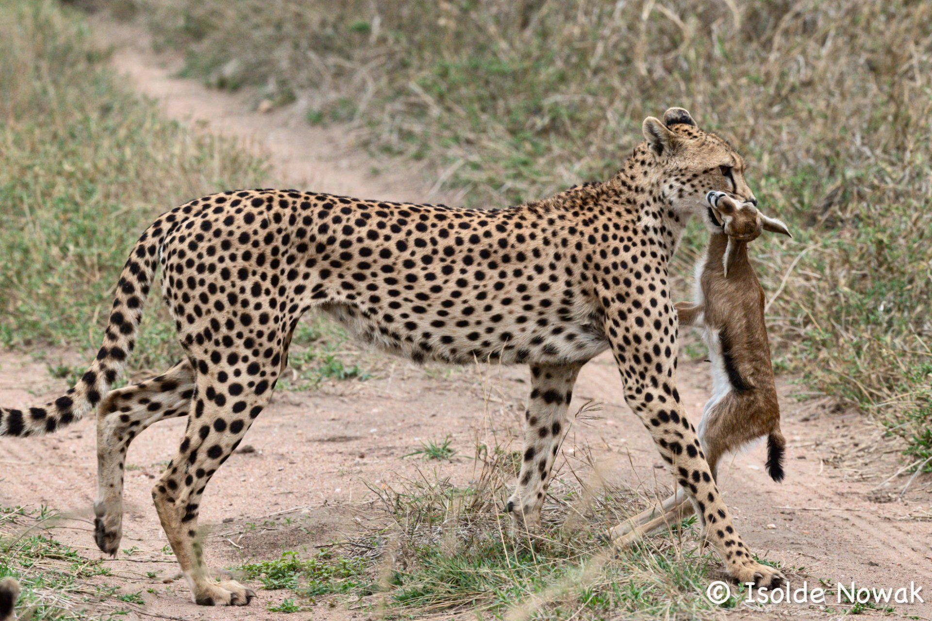 Cheetah Gepard mit erlegter Thompson Gazelle