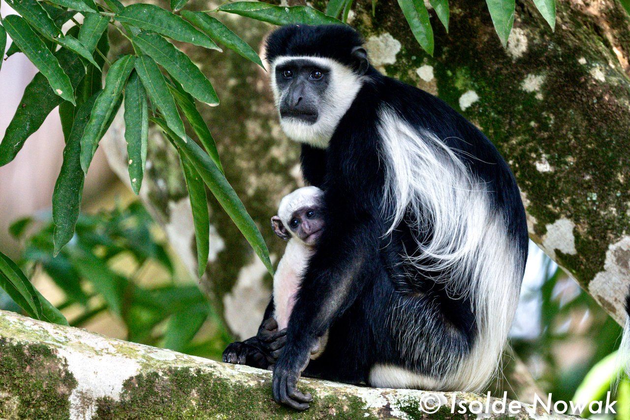 Mantelaffe mit baby Fotoreise Uganda