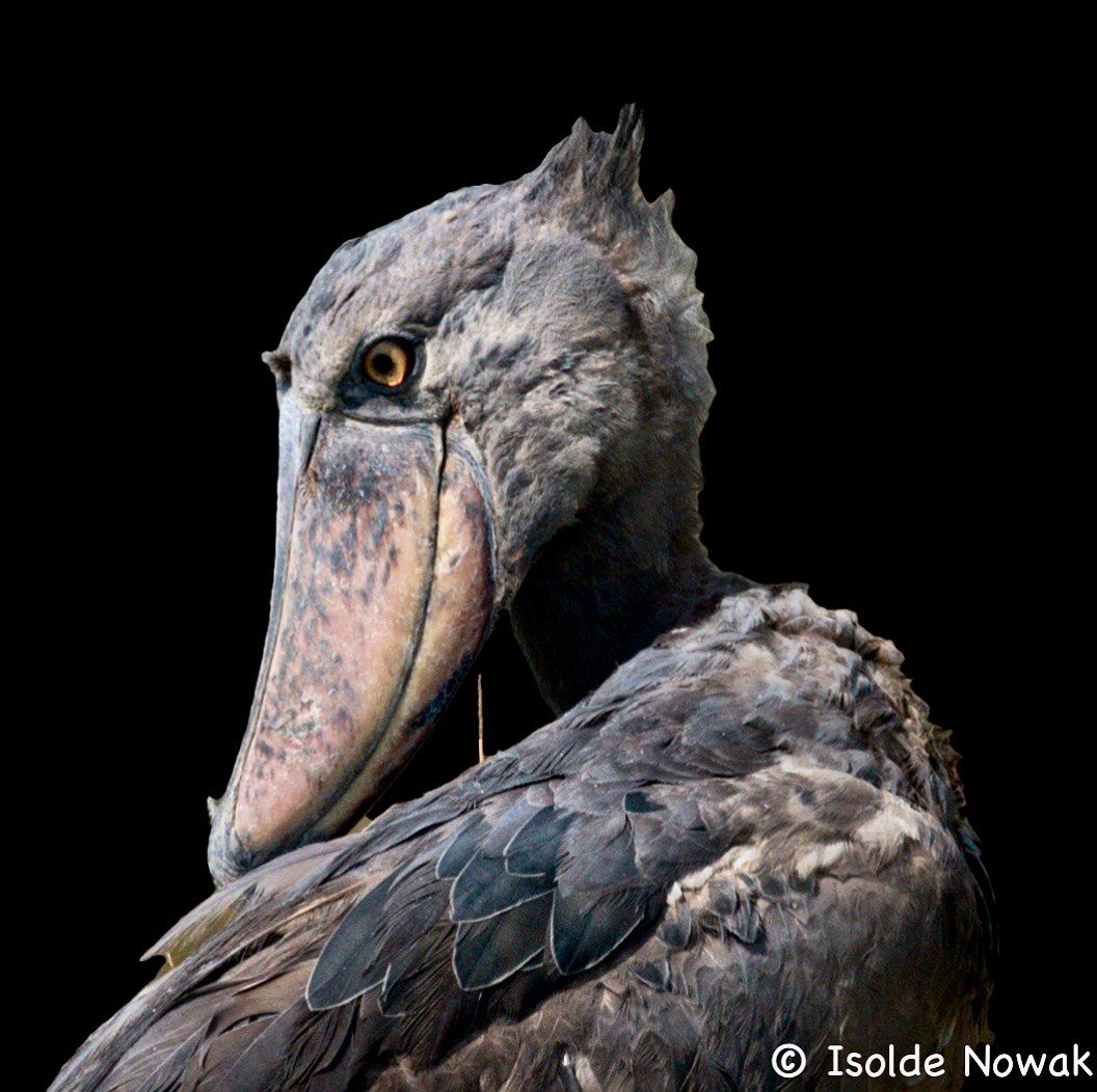 Schuhschnabel 20 Tage UGANDA SPEZIAL - Gorillas, Safaris und Birding