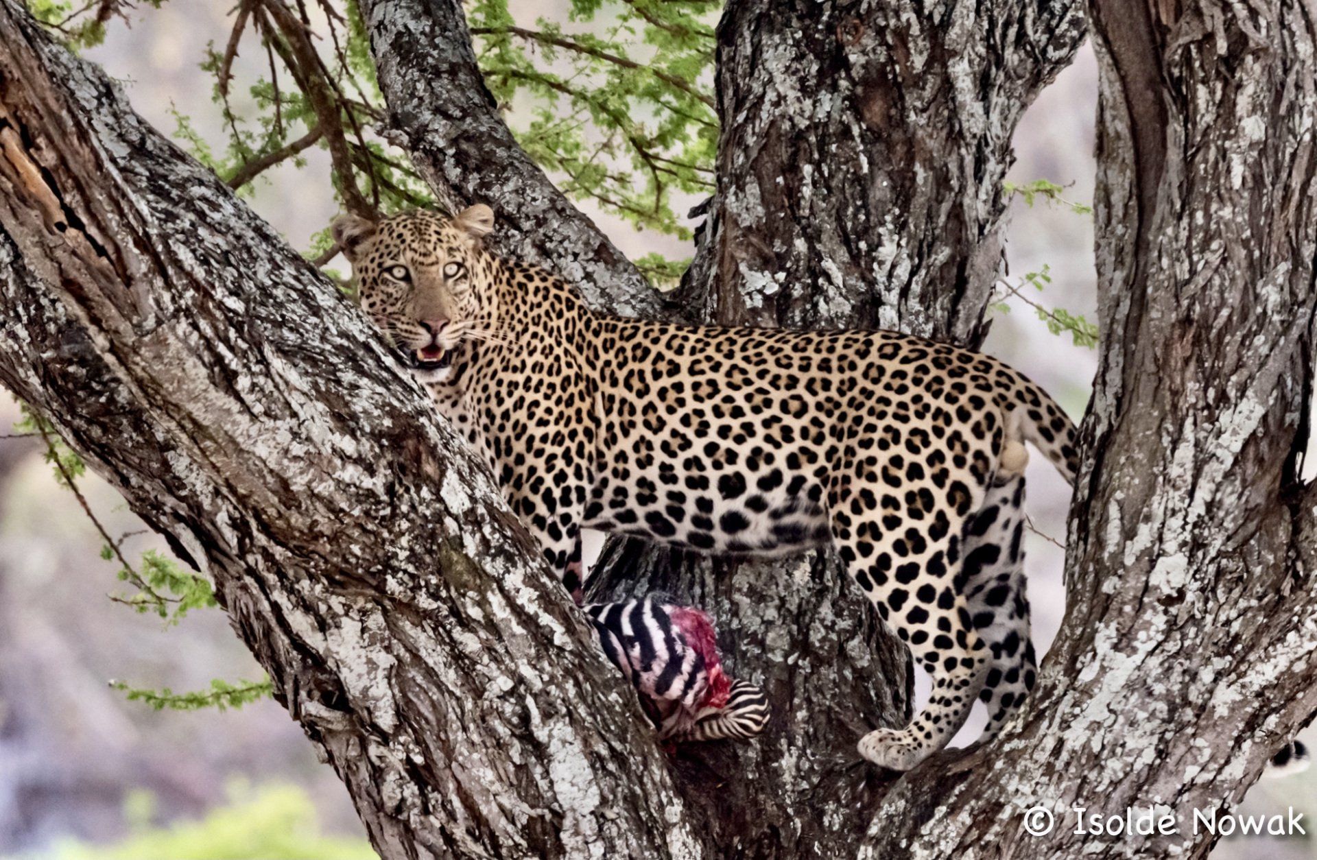 Leopard im Tarangire Park