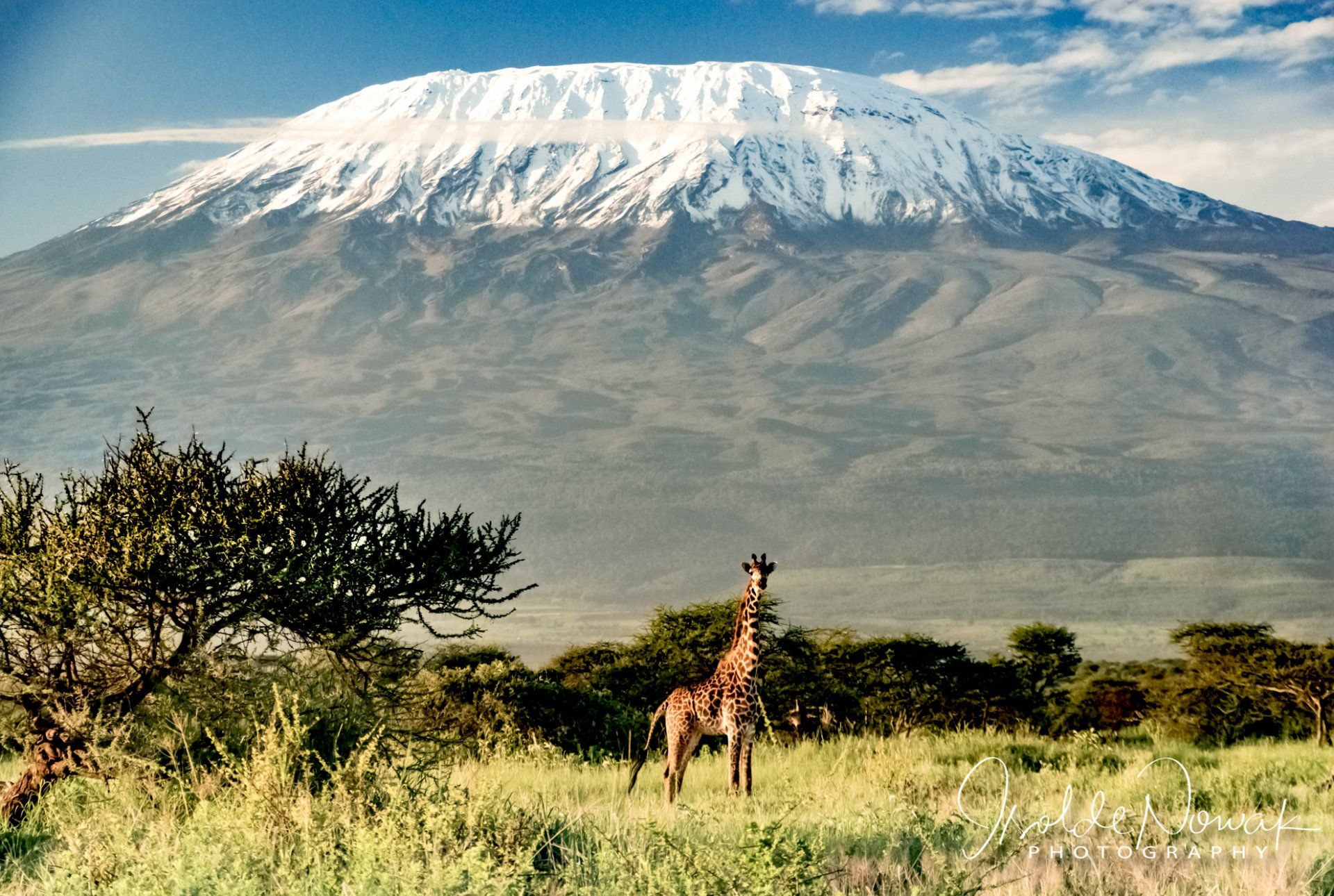 Giraffe vor Kilimanjaro Fotoreise Tansania