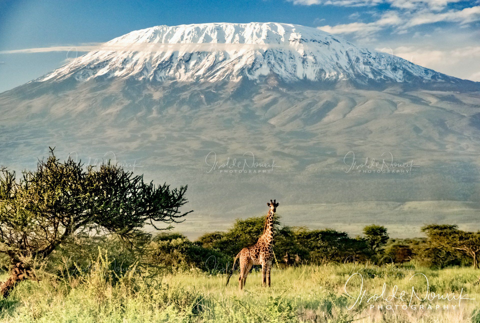 Portfolio Afrika