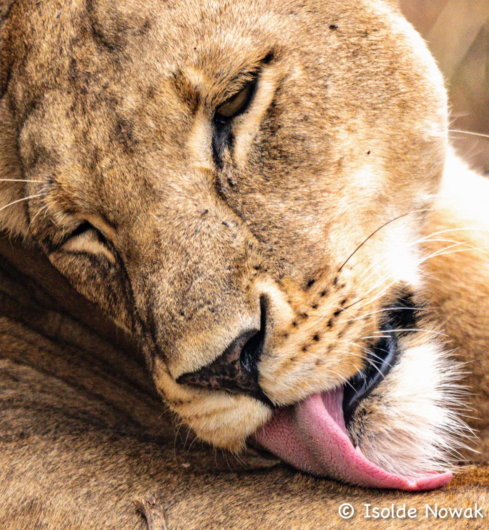 Löwin Tarangire Tansania