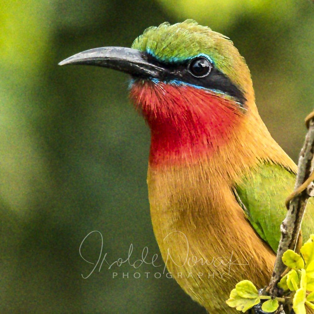 Bienenfresser im Murchison Falls NP