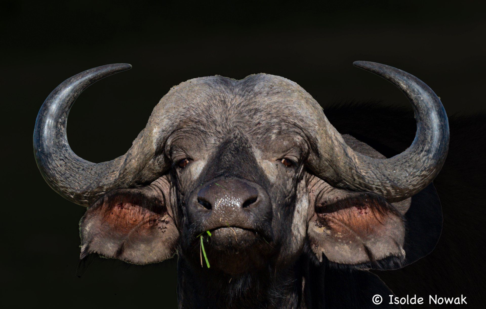 Büffel Fotoreise Tansania