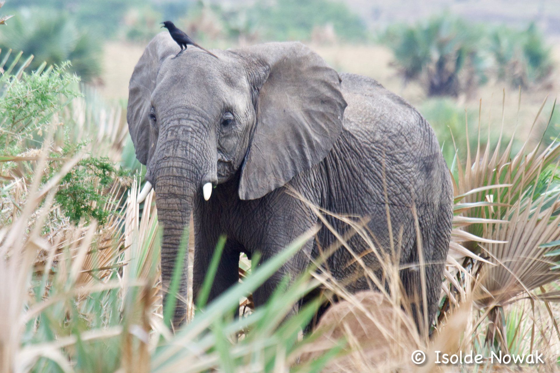 Elefanten 20 Tage UGANDA SPEZIAL - Gorillas, Safaris und Birding