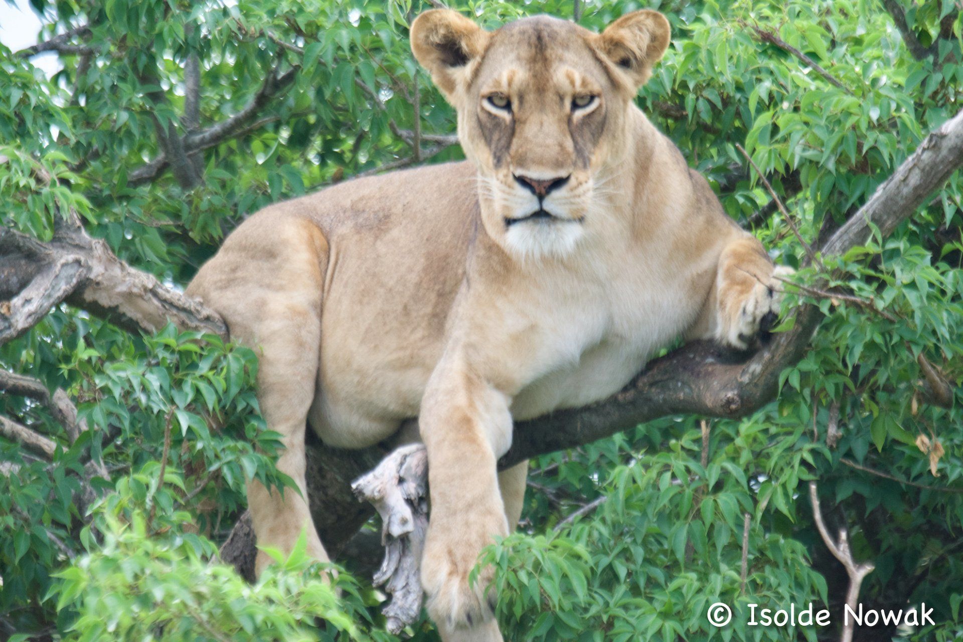 20 Tage UGANDA SPEZIAL - Gorillas, Safaris und Birding