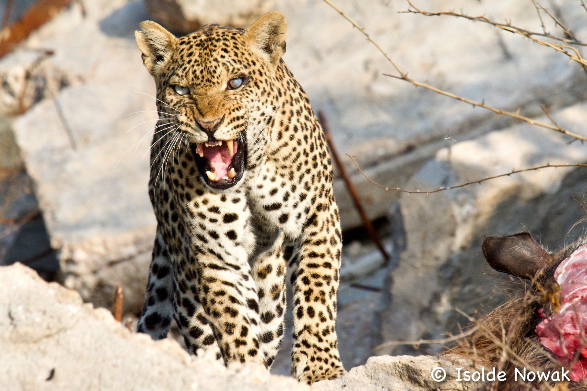 Leopard 20 Tage UGANDA SPEZIAL - Gorillas, Safaris und Birding