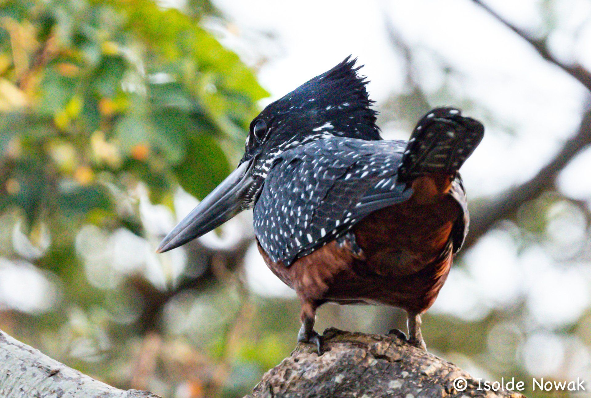 20 Tage UGANDA SPEZIAL - Gorillas, Safaris und Birding