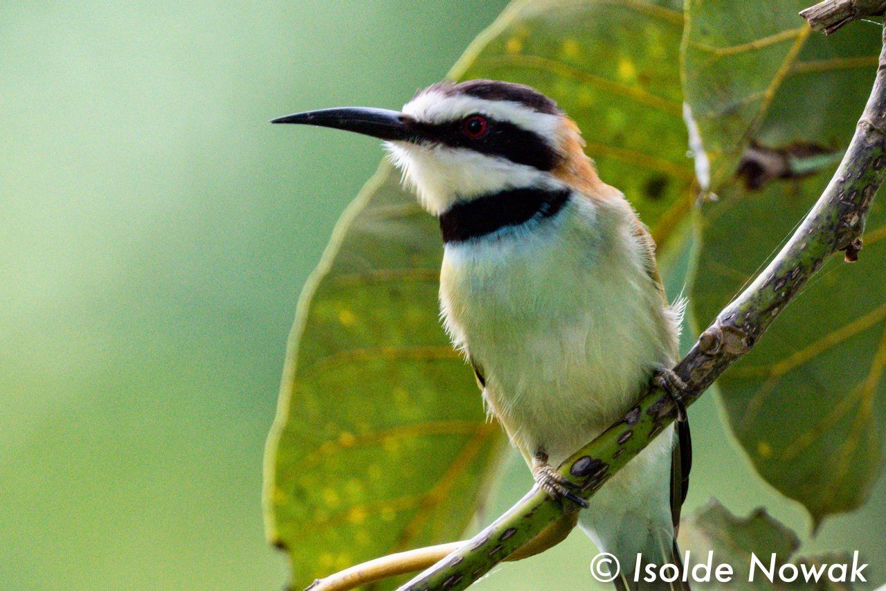 Birds of UGANDA Gruppenreise Vogelparadies birding destination