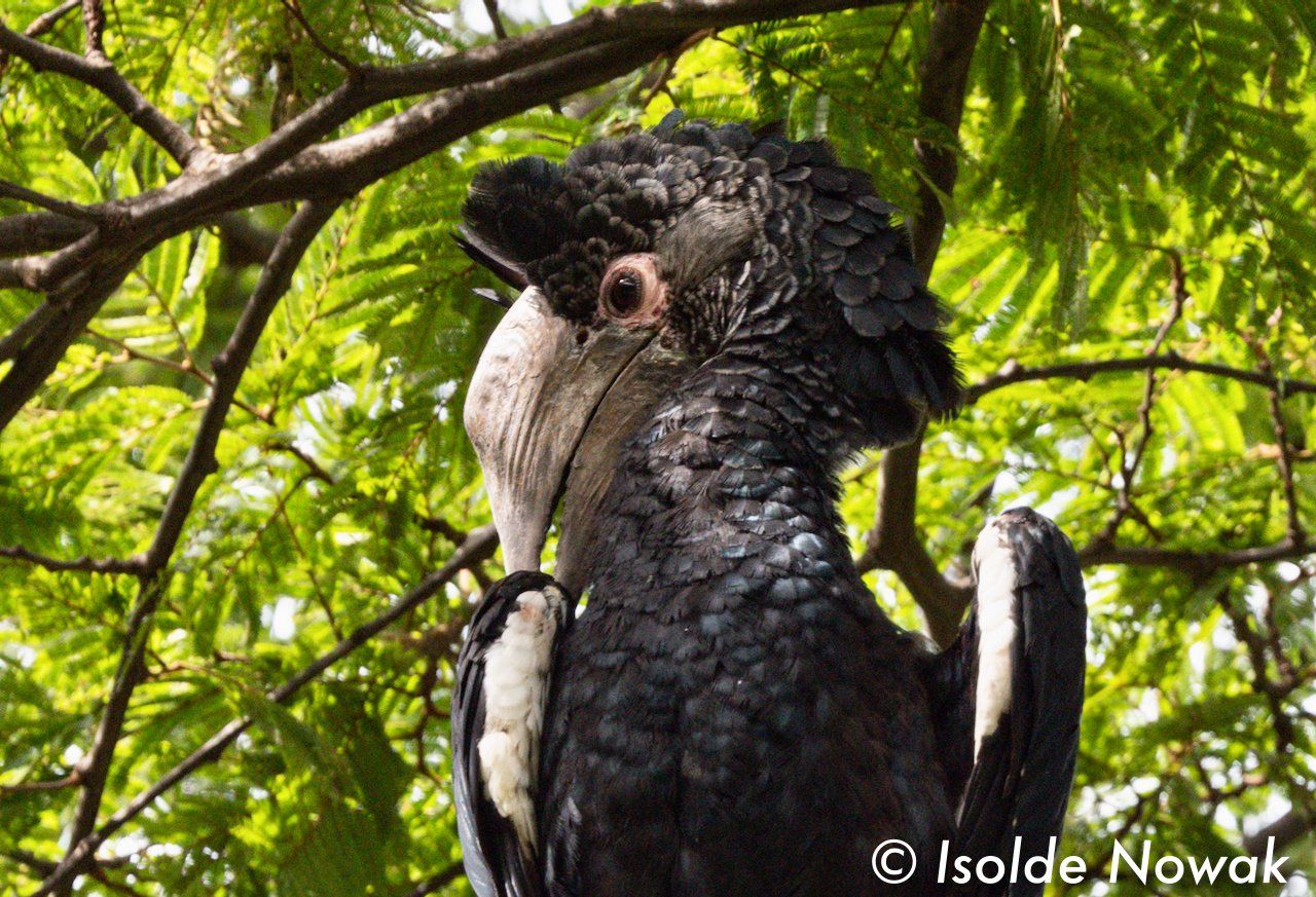 Birds of UGANDA Gruppenreise Vogelparadies birding destination