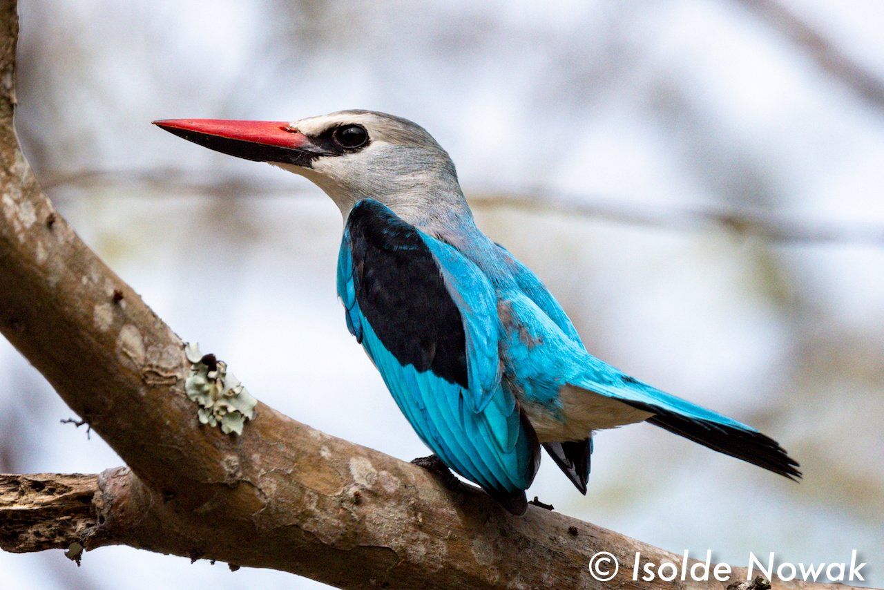 Birds of UGANDA Gruppenreise Vogelparadies birding destination