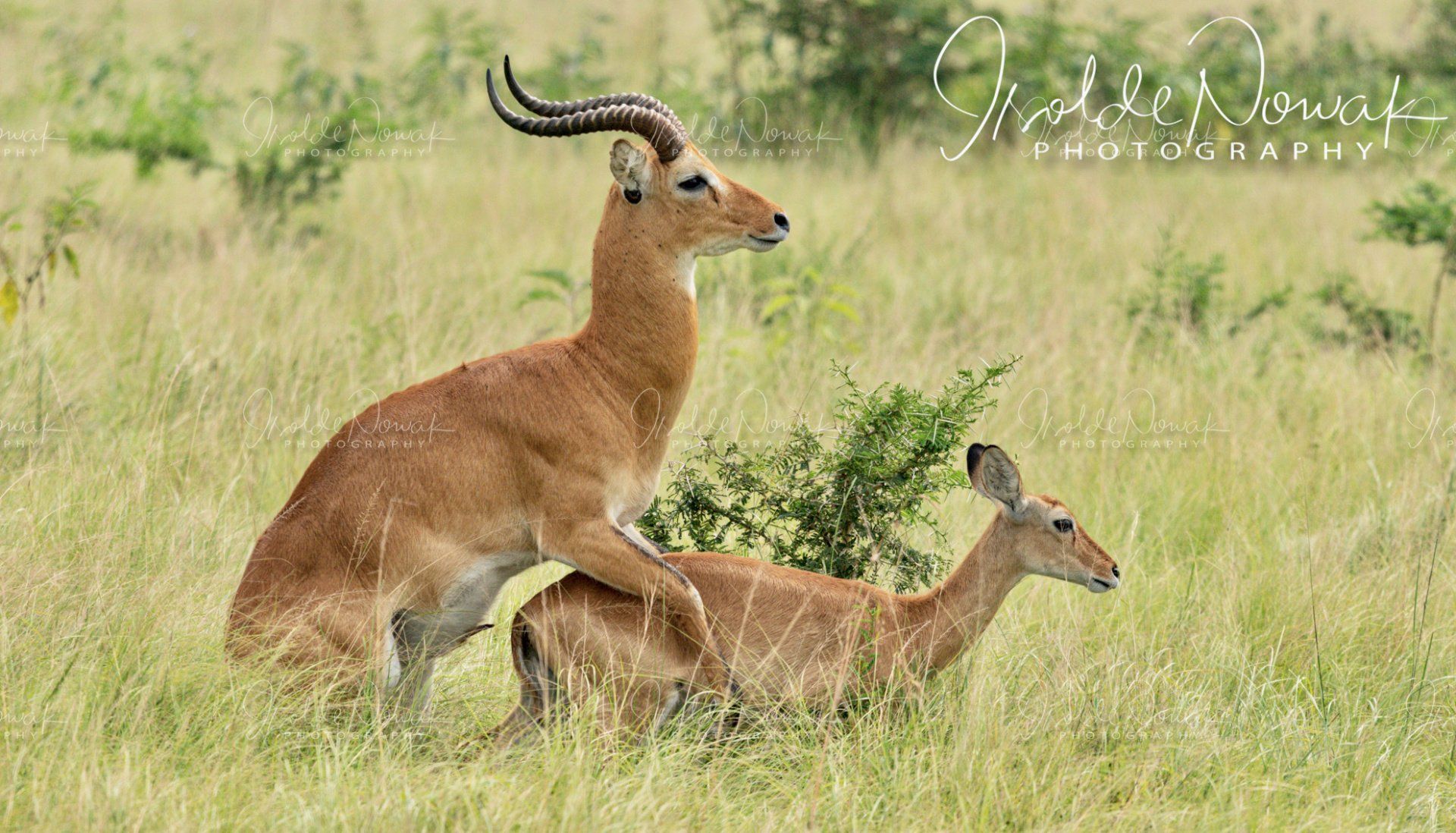 Kob Antilopen 20 Tage UGANDA SPEZIAL - Gorillas, Safaris und Birding