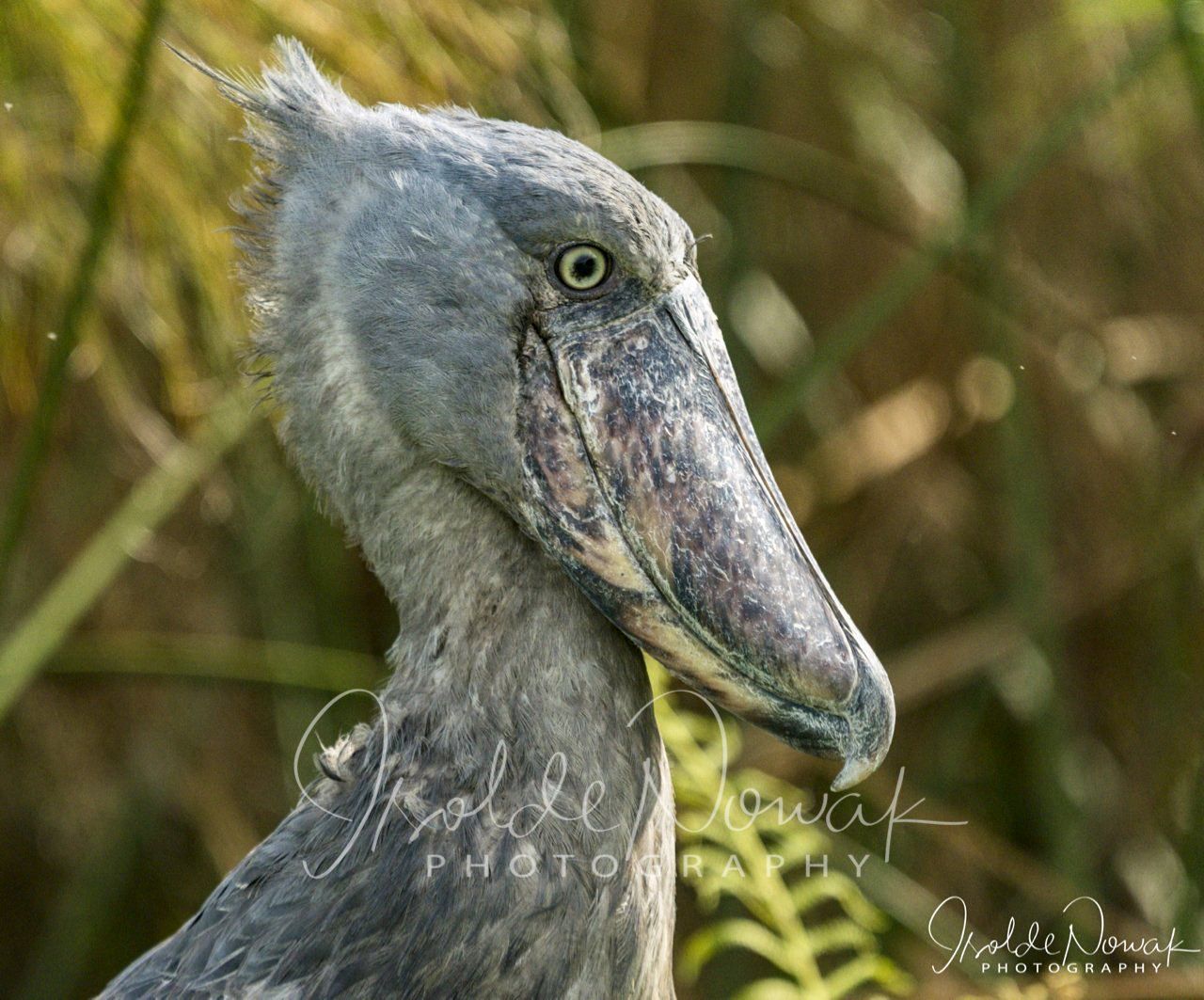 Schuhschnabel 20 Tage UGANDA SPEZIAL - Gorillas, Safaris und Birding