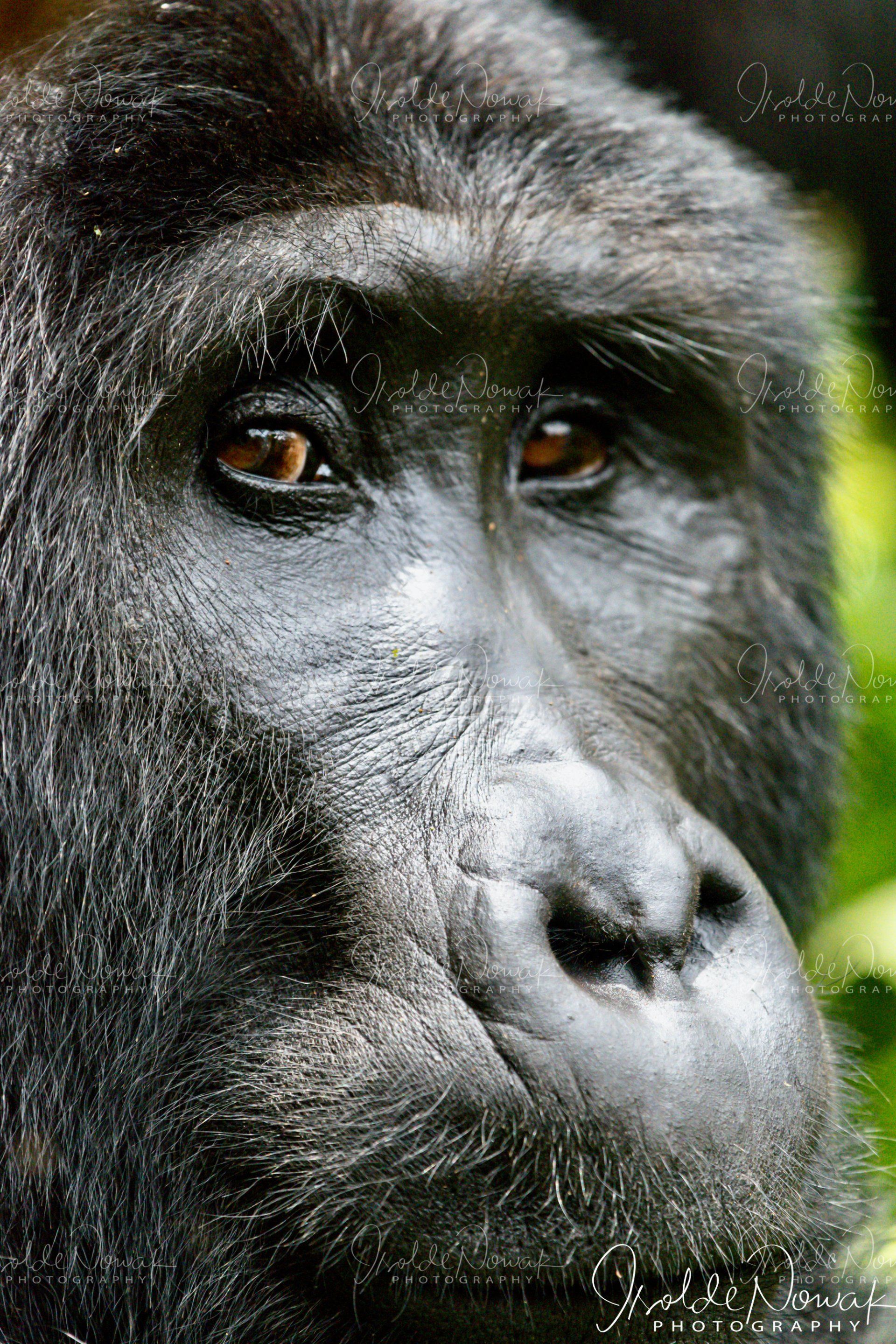 Gorilla 20 Tage UGANDA SPEZIAL - Gorillas, Safaris und Birding