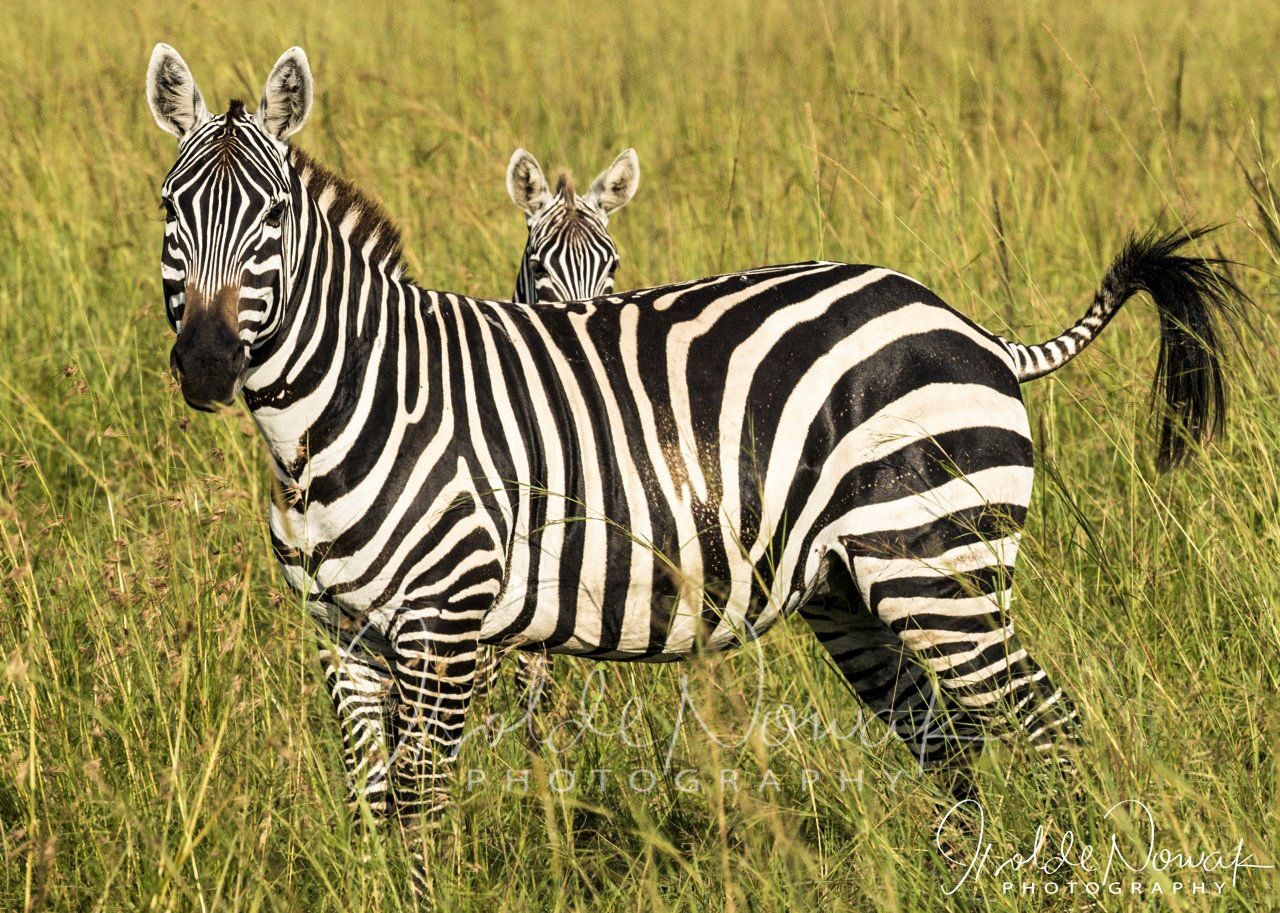 Zebra