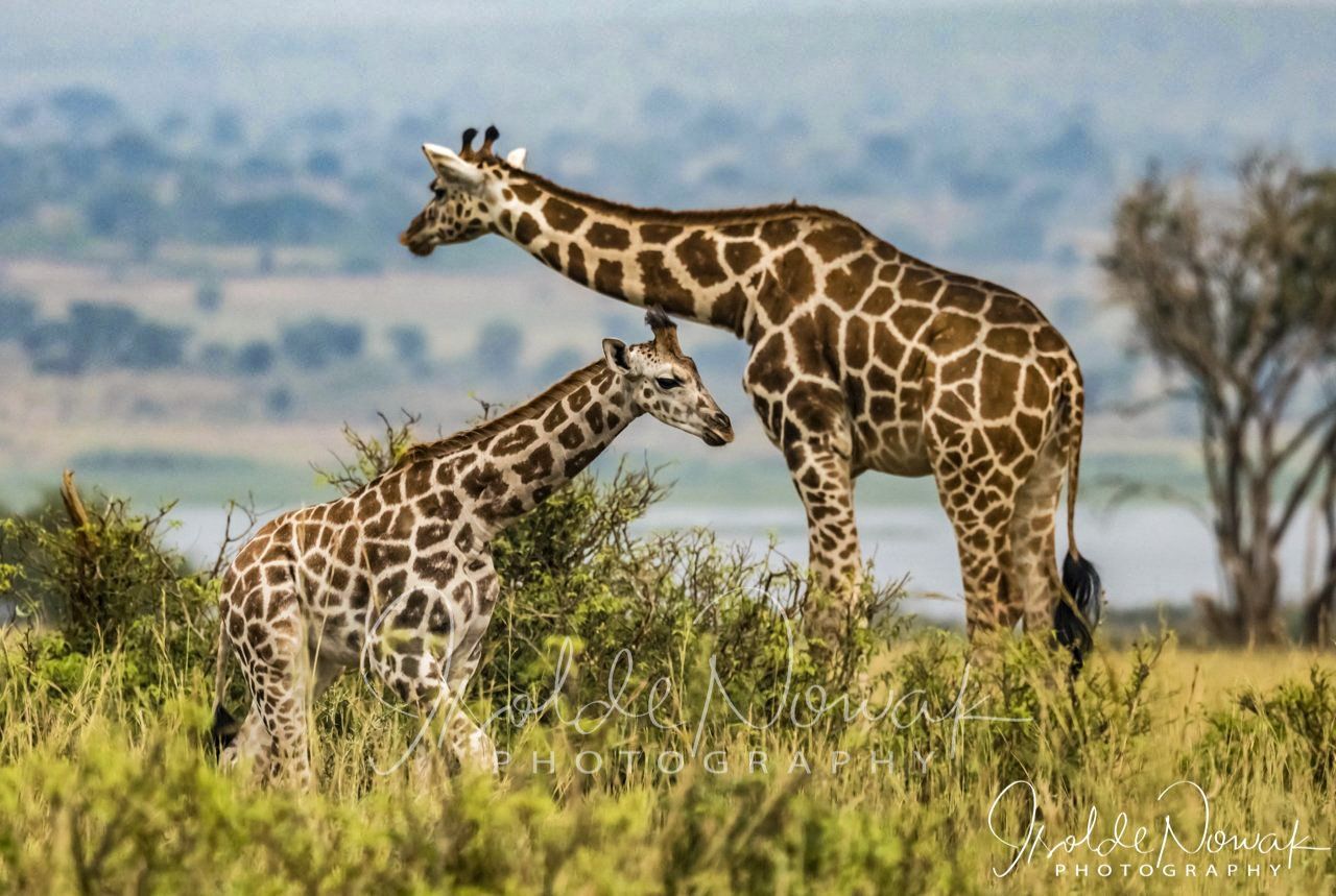 Rothschild Giraffen in Murchison