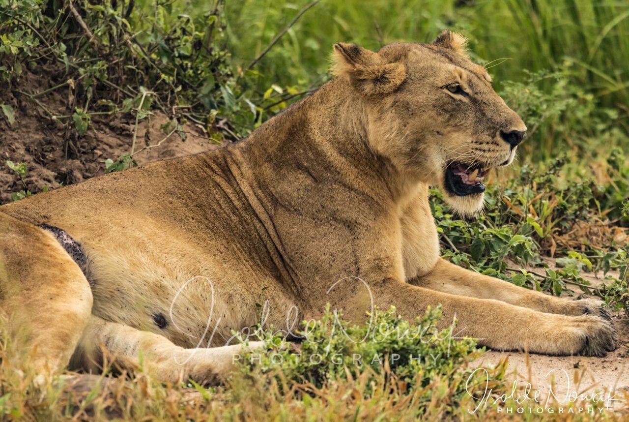 Murchison Falls Nationalpark