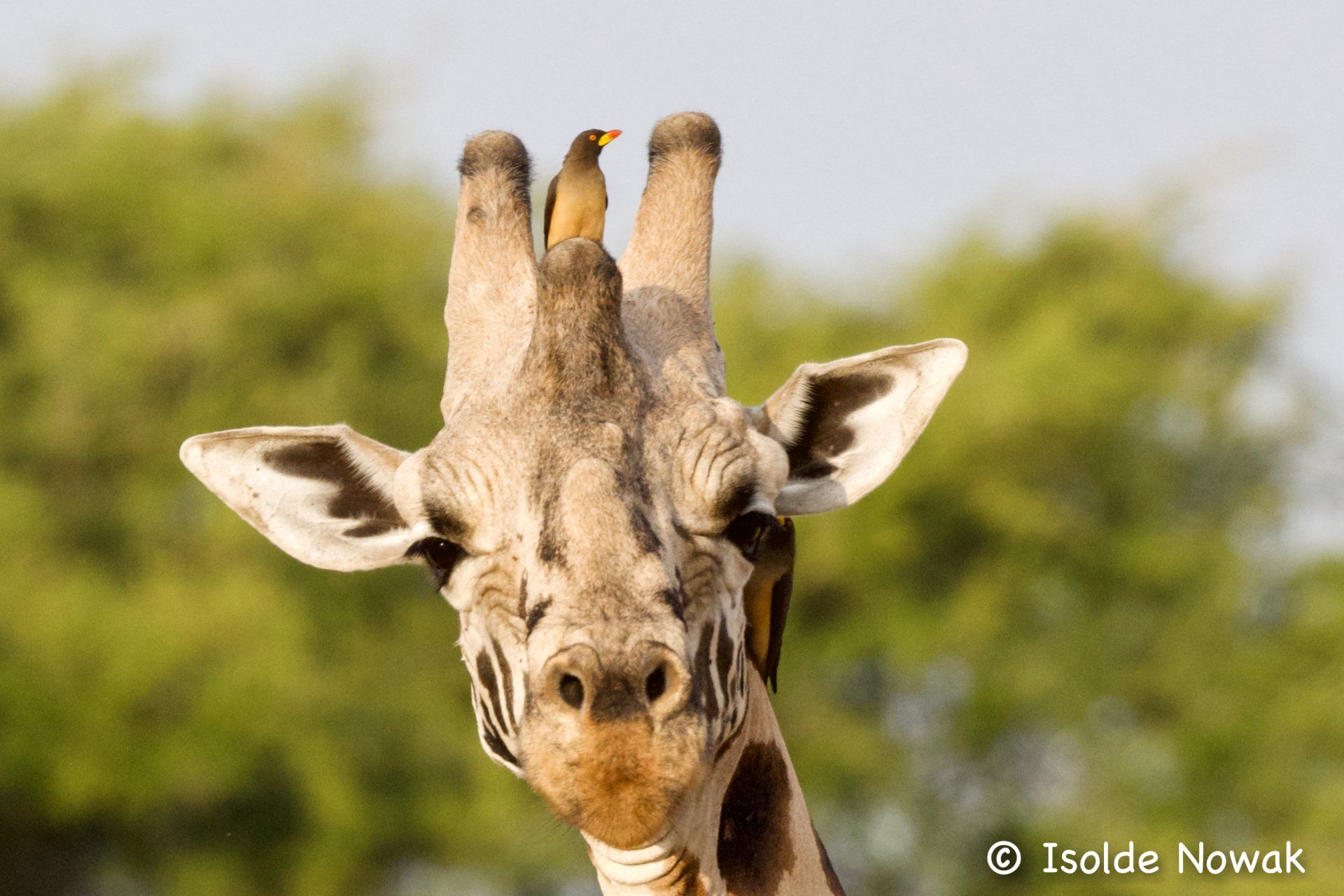 Rothschild Giraffe