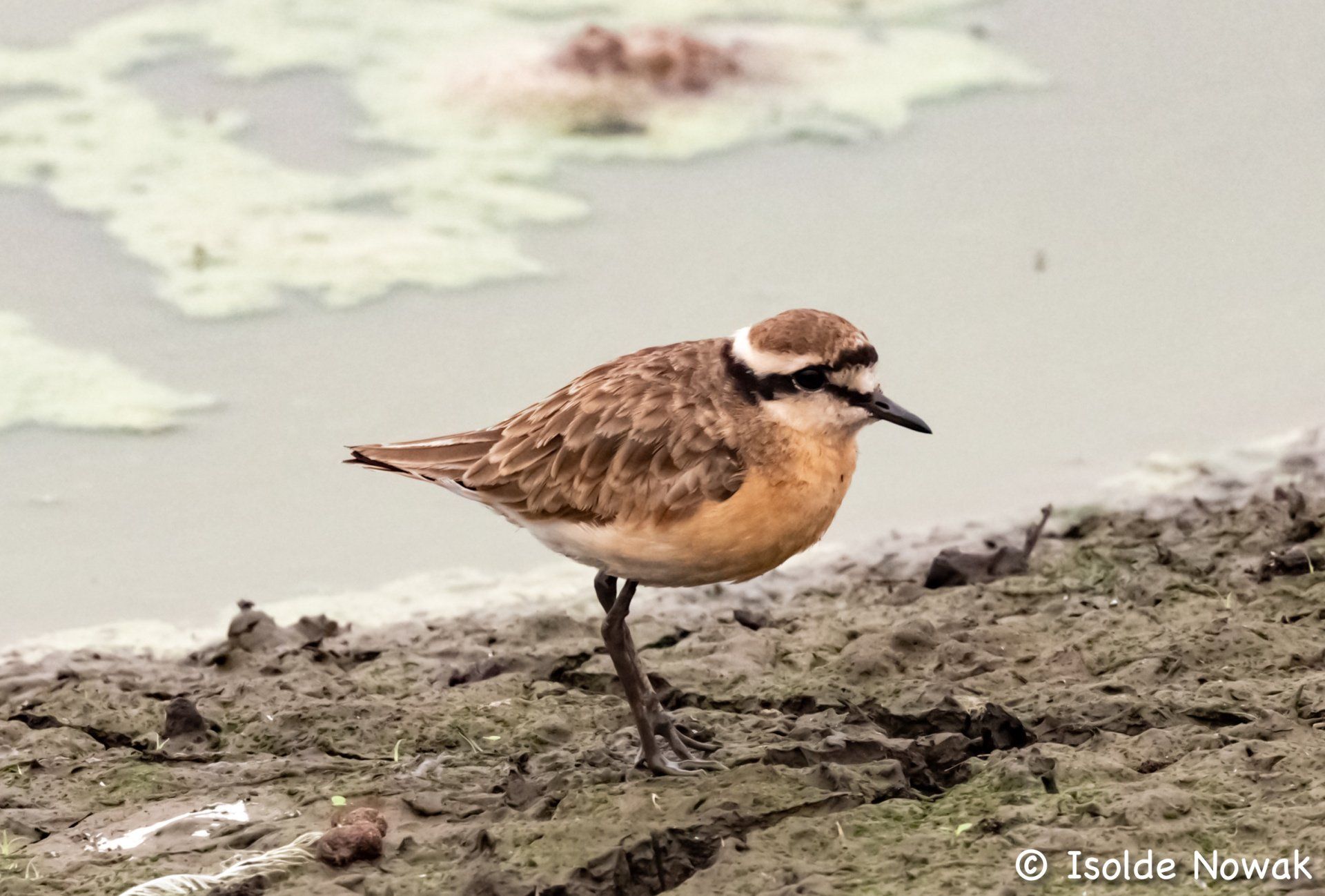Birds of UGANDA  Gruppenreise Vogelparadies birding destination
