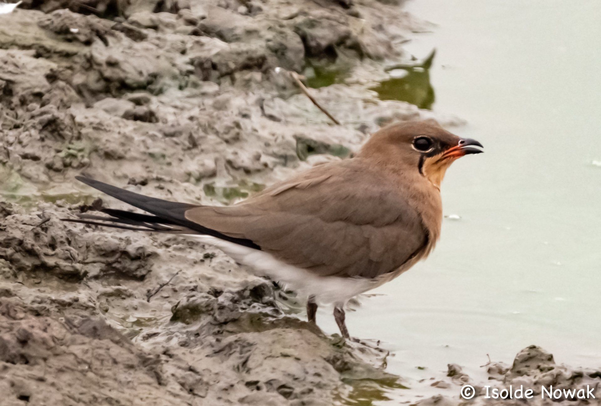Birds of UGANDA Gruppenreise Vogelparadies birding destination