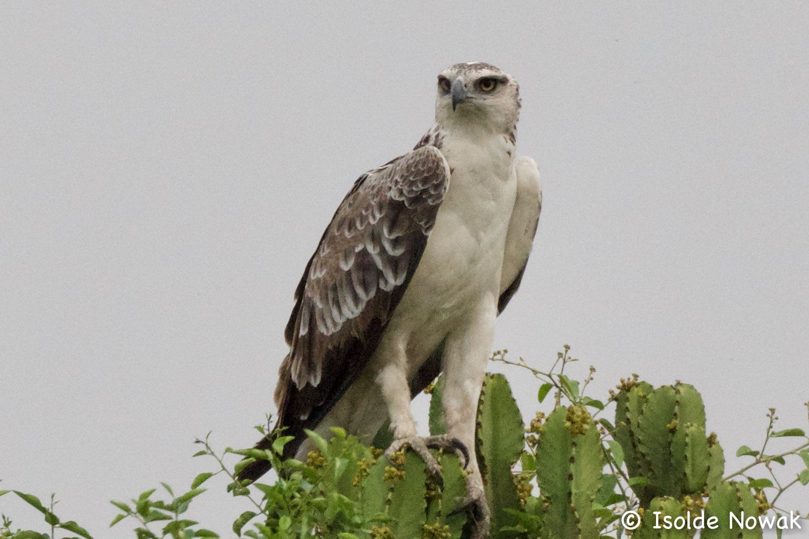Birds of UGANDA Gruppenreise Vogelparadies birding destination