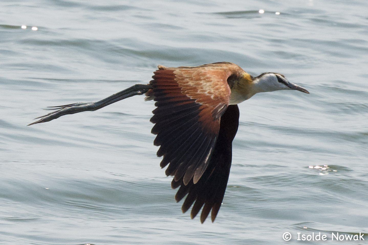 Birds of UGANDA Gruppenreise Vogelparadies birding destination