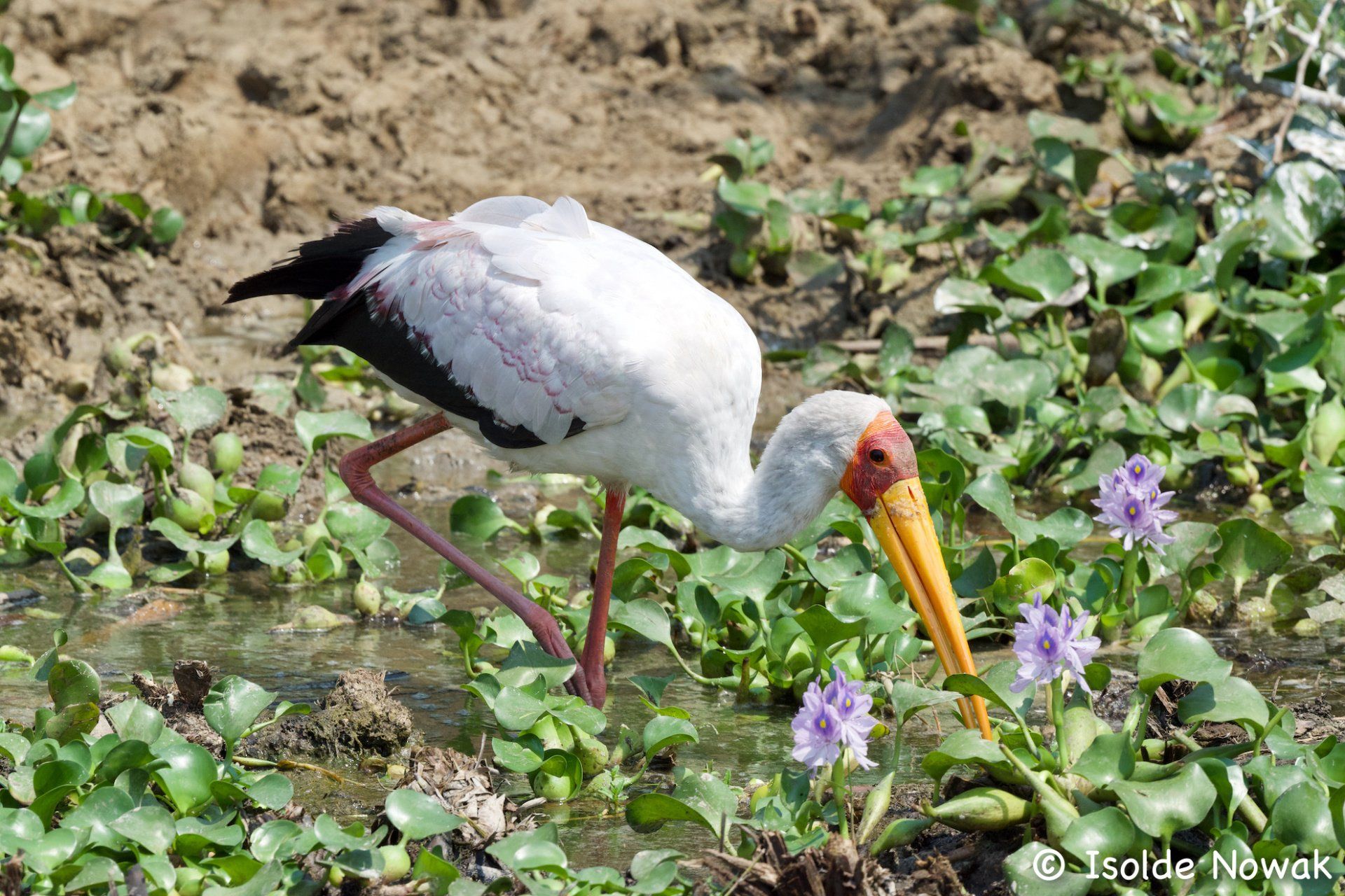 Birds of UGANDA  Gruppenreise Vogelparadies birding destination