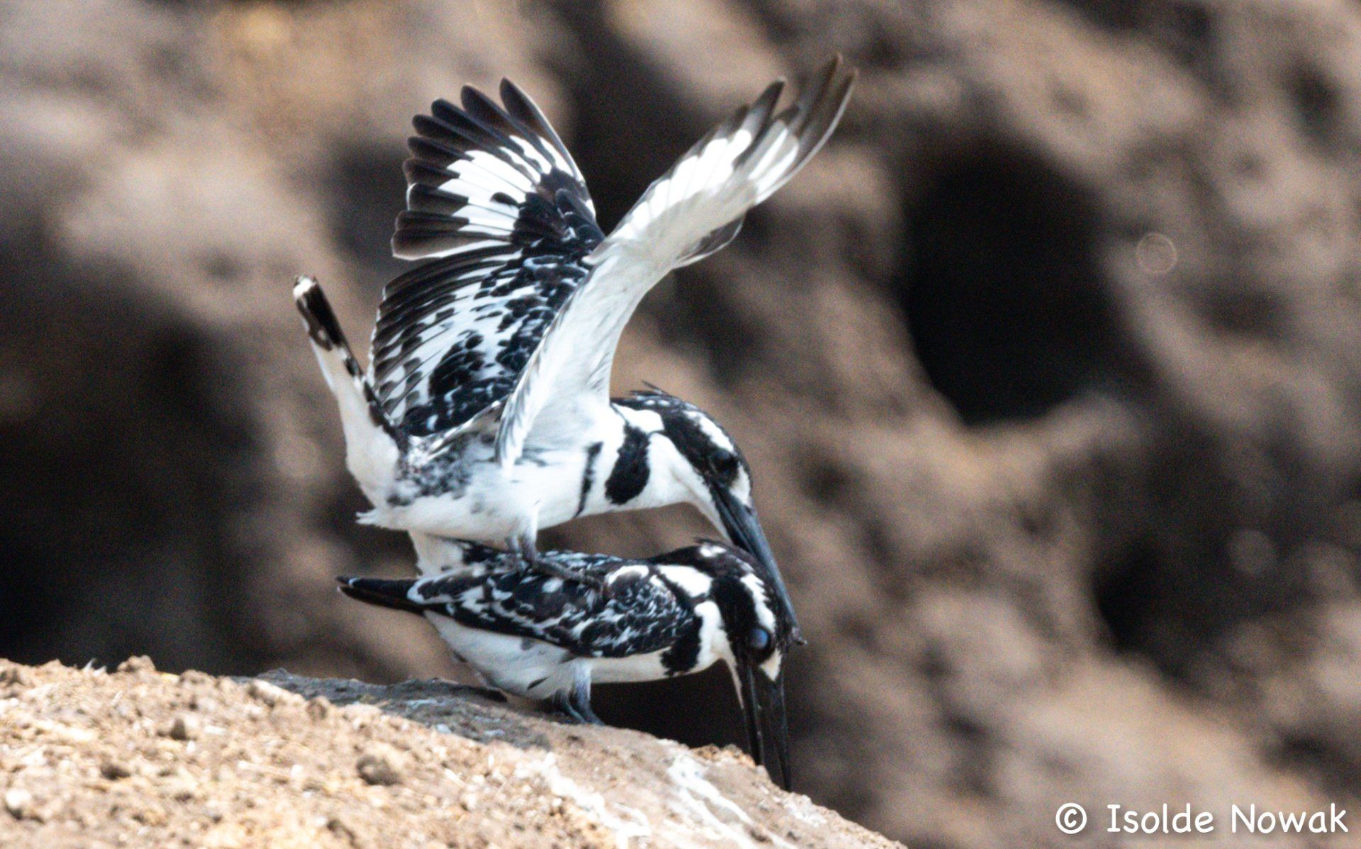 Birds of UGANDA Gruppenreise Vogelparadies birding destination