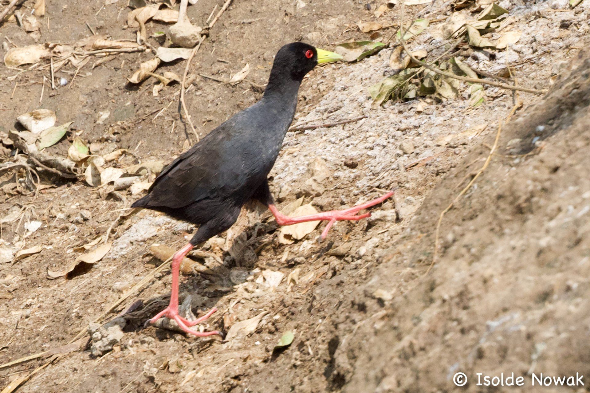 Birds of UGANDA Gruppenreise Vogelparadies birding destination