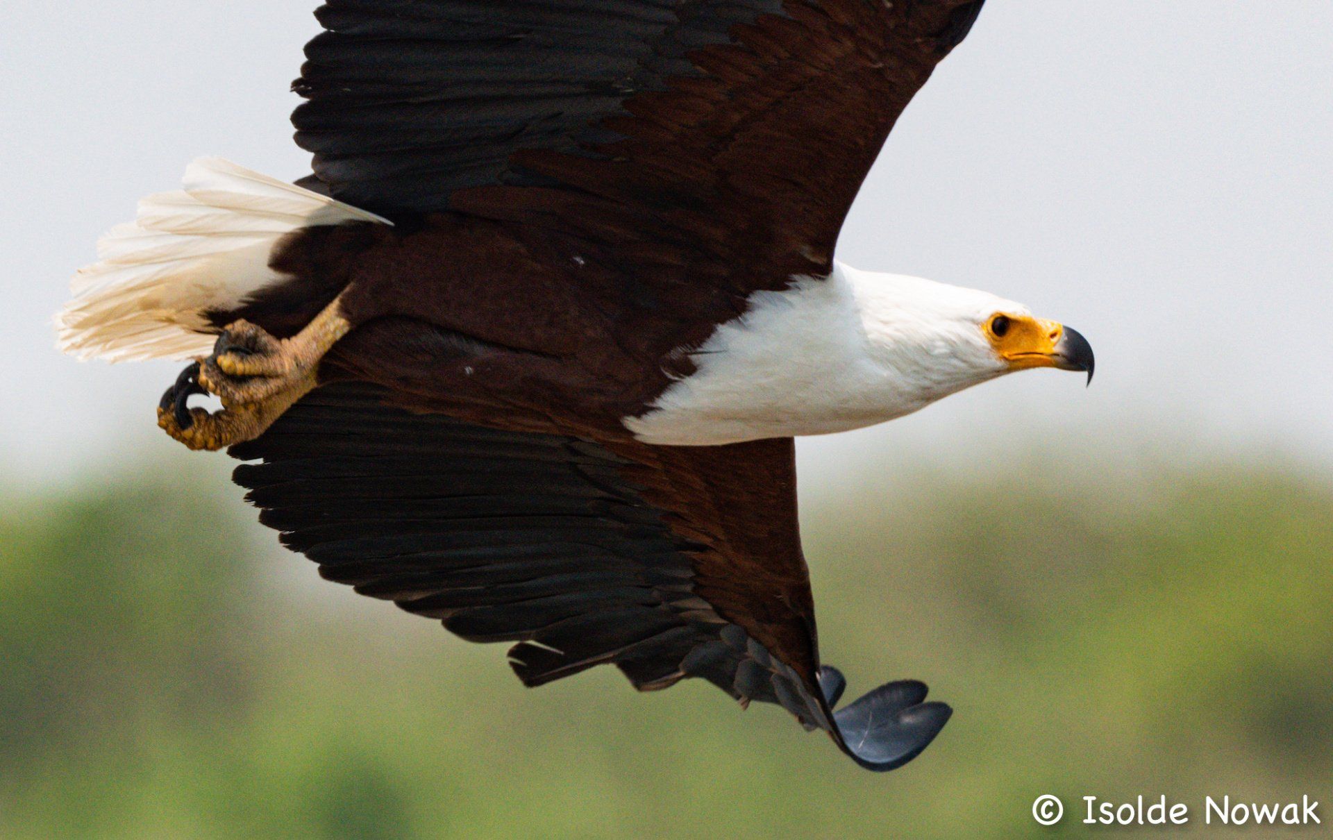 Birds of UGANDA Gruppenreise Vogelparadies birding destination