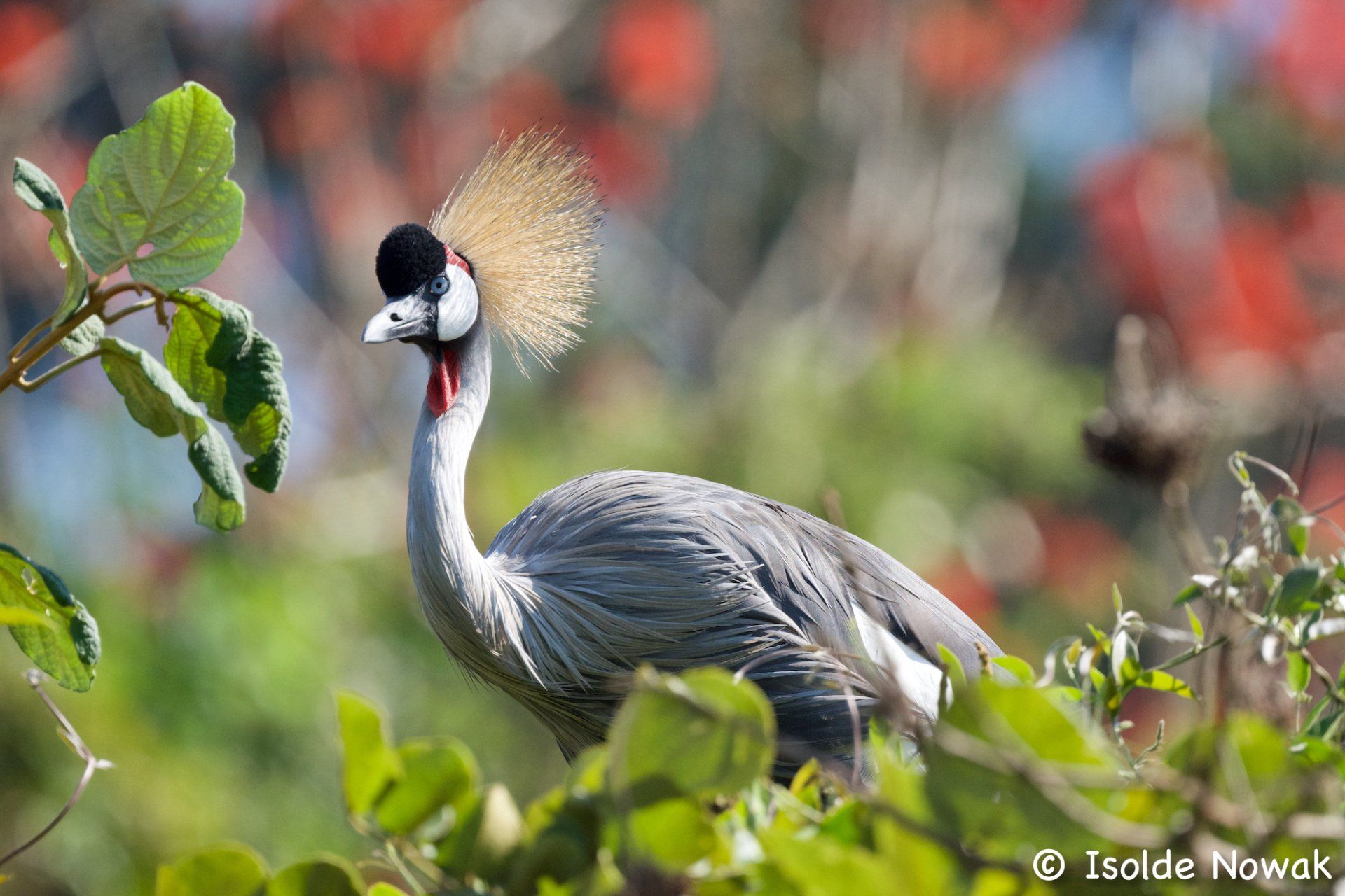 20 Tage UGANDA SPEZIAL - Gorillas, Safaris und Birding