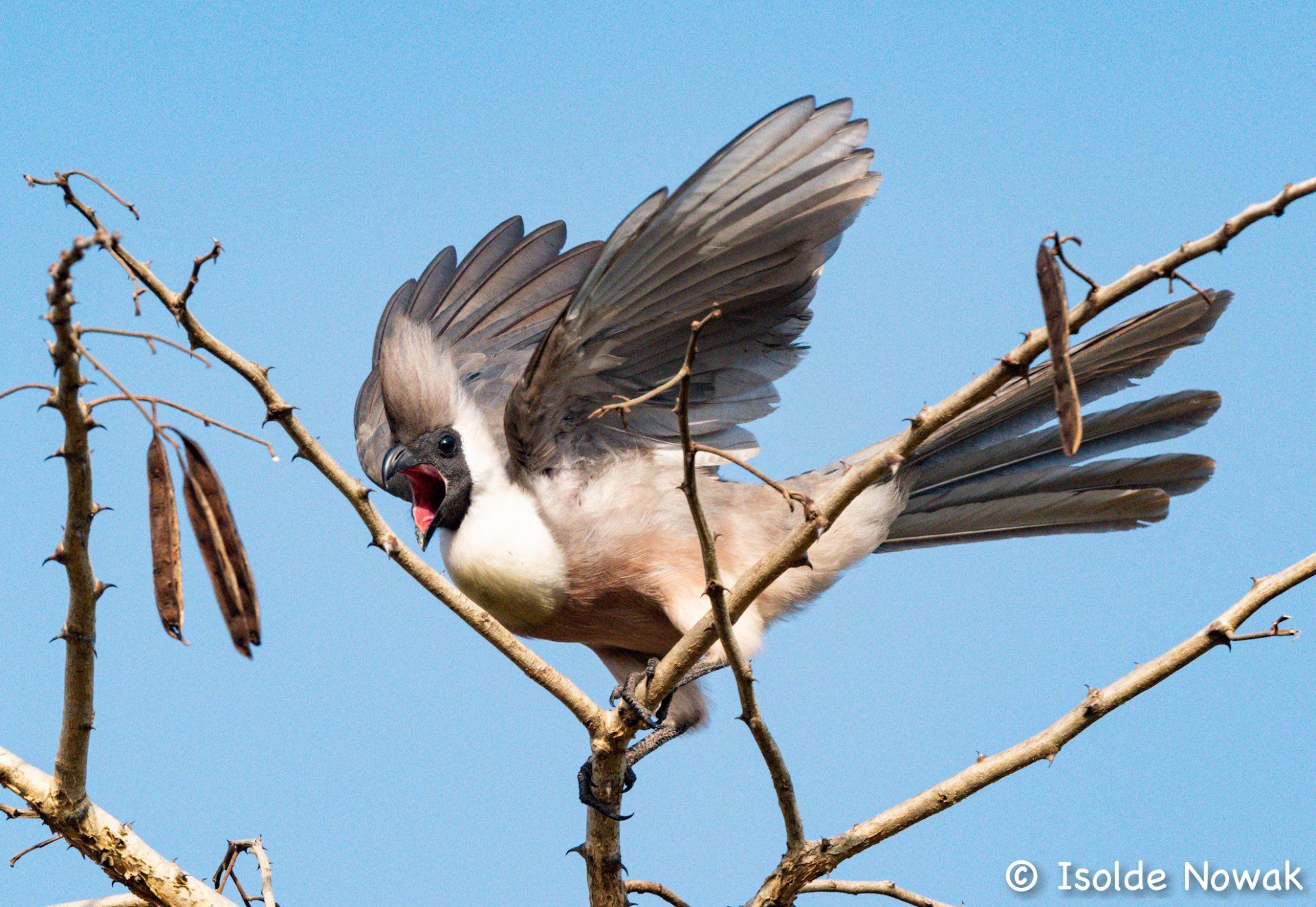 Birds of UGANDA Gruppenreise Vogelparadies birding destination