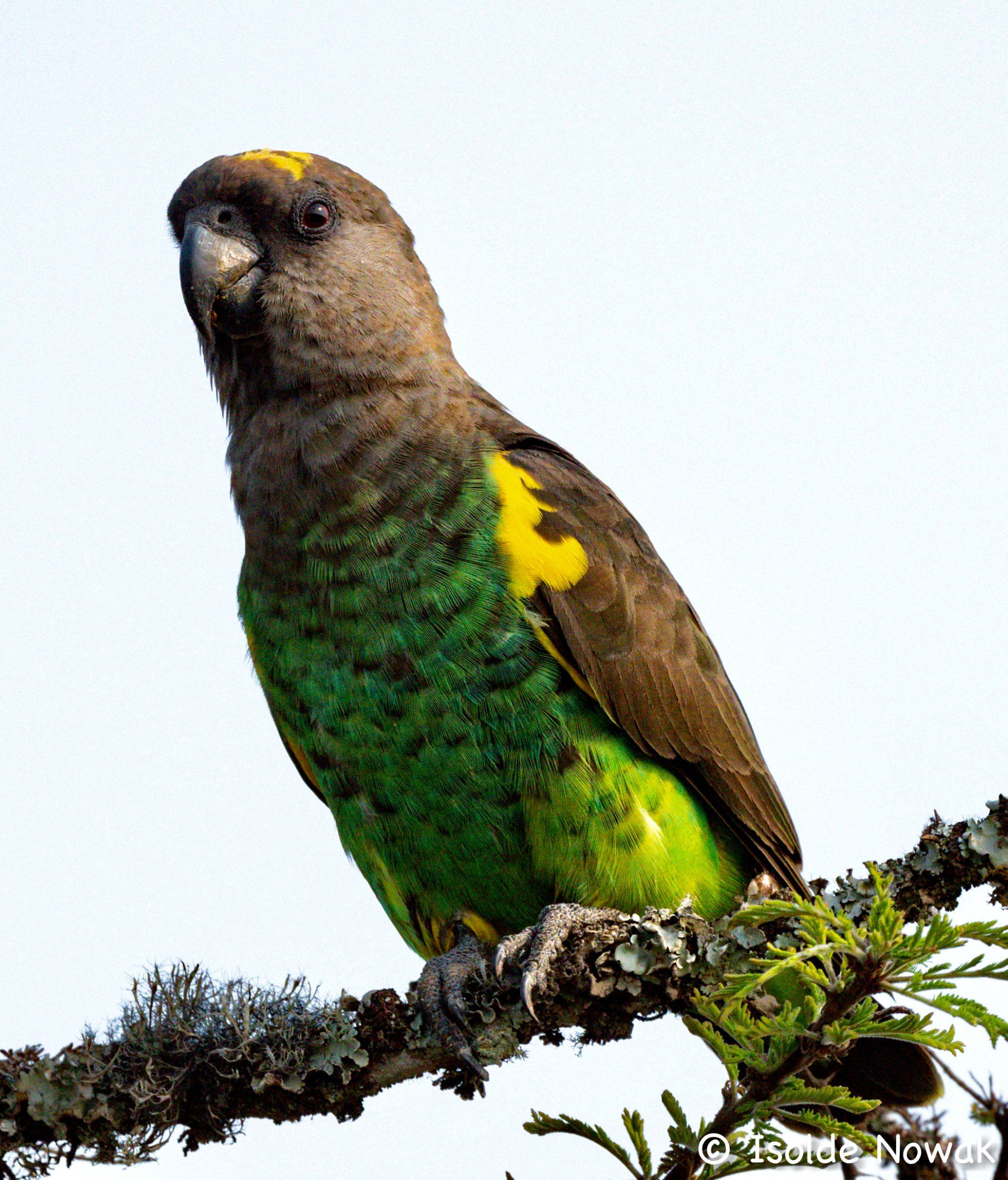 Birds of UGANDA Gruppenreise Vogelparadies birding destination