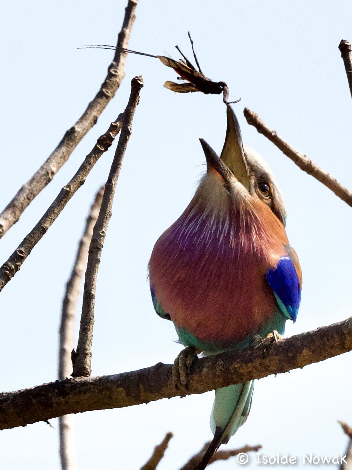 Birds of UGANDA  Gruppenreise Vogelparadies birding destination