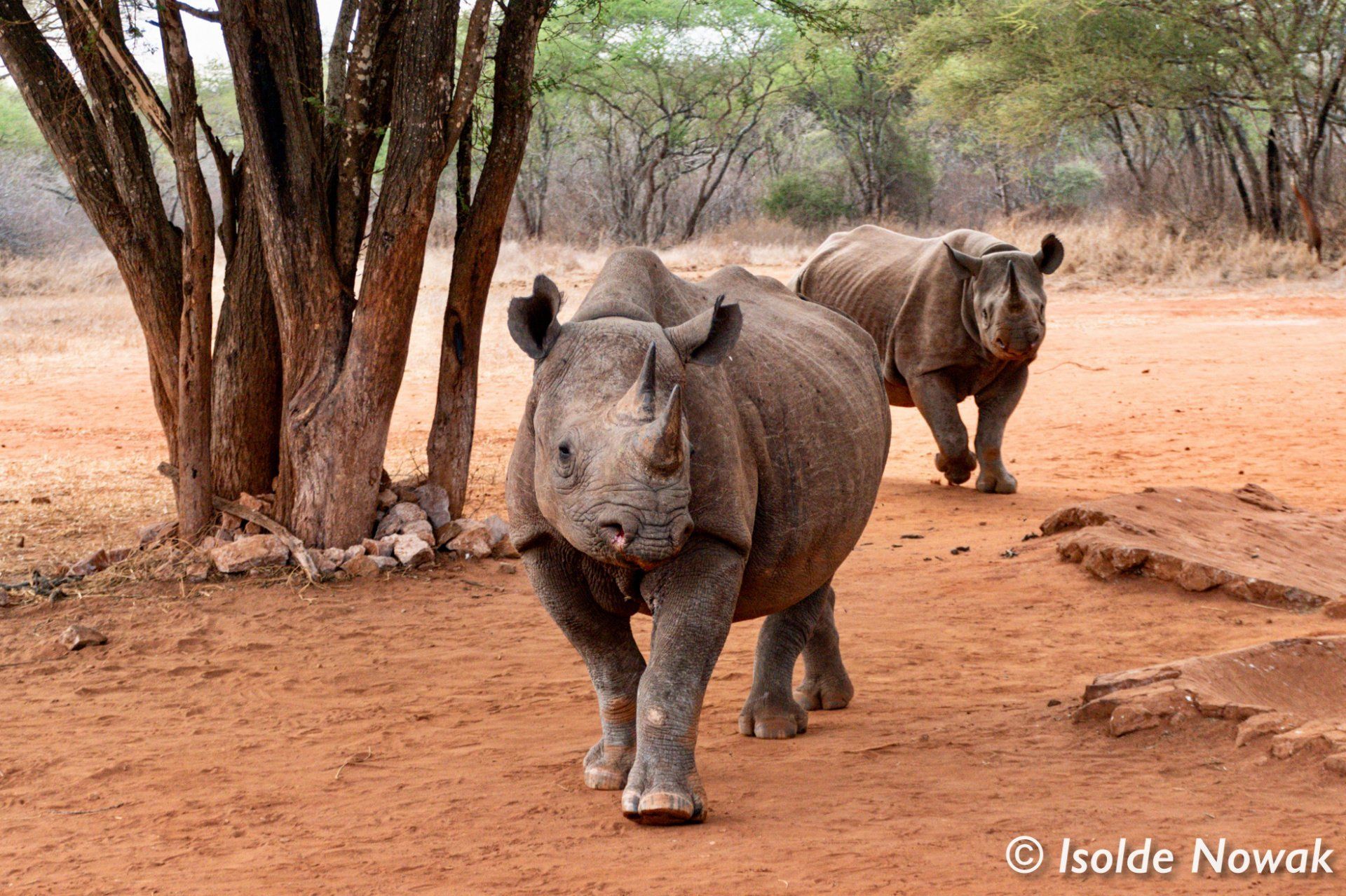 Spitzmaul Nashörner im Mkomazi Park