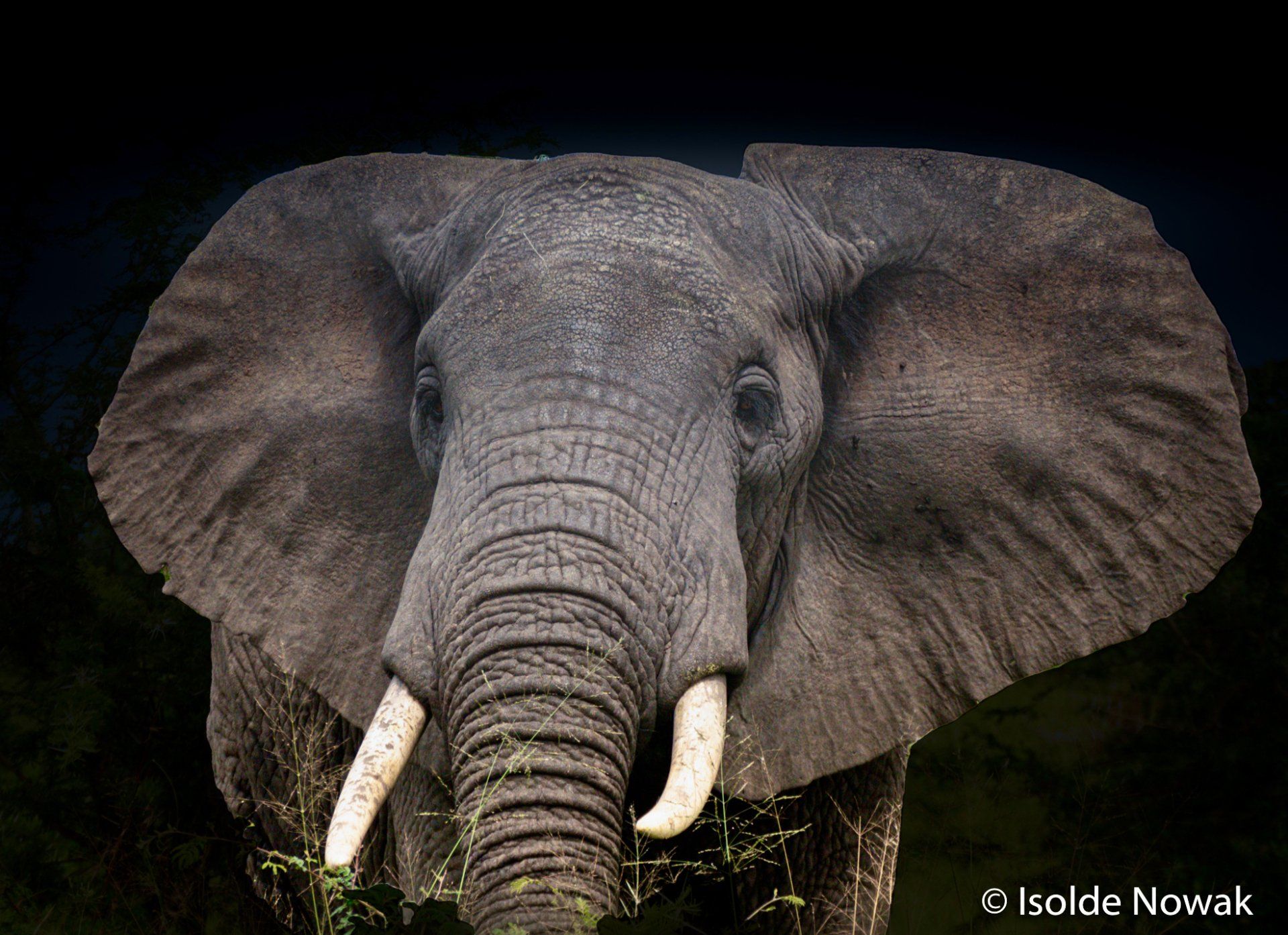 Elefant in Tarangire