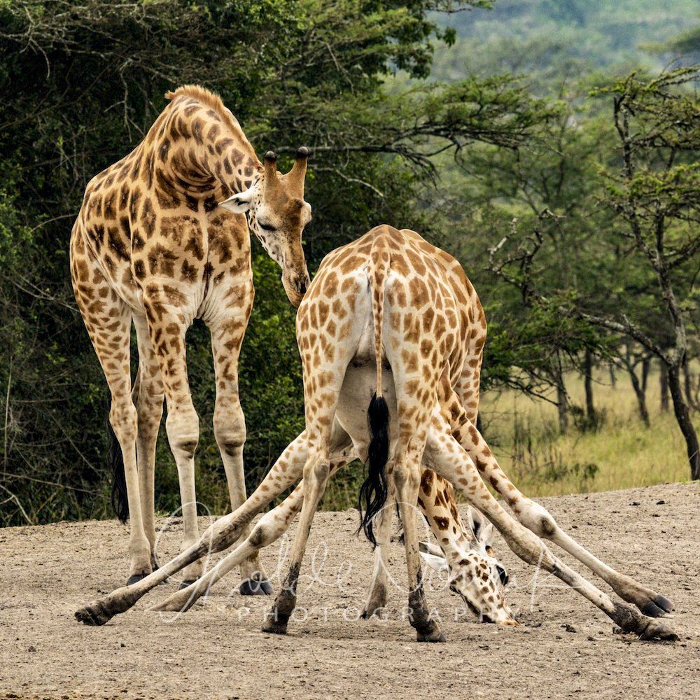 Giraffen 20 Tage UGANDA SPEZIAL - Gorillas, Safaris und Birding