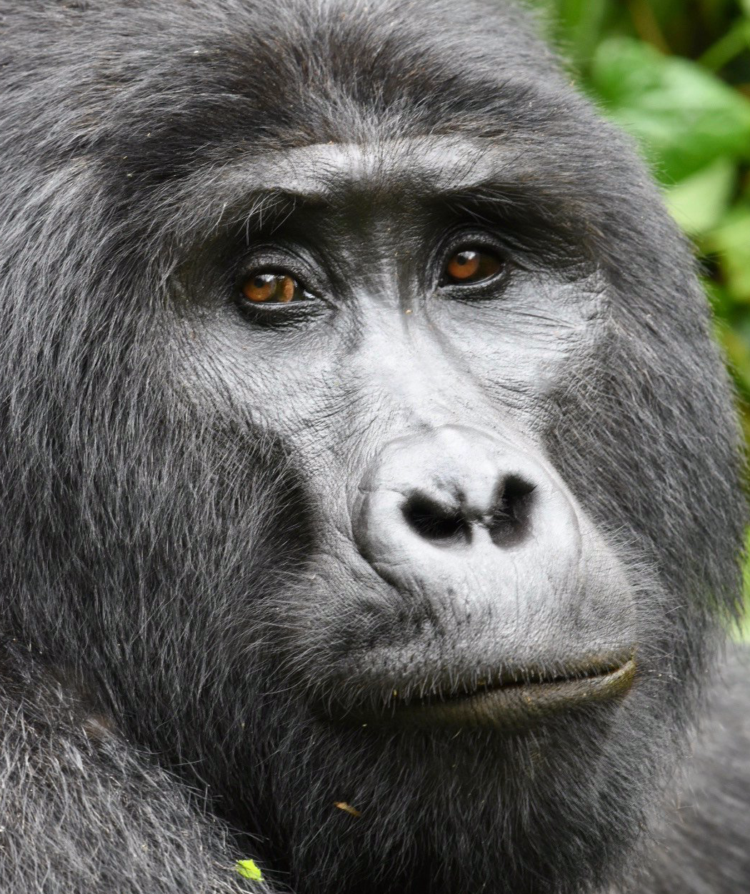 Gorilla Berggorilla Bwindi