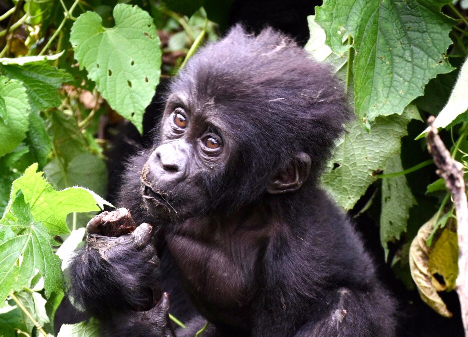 Gorilla Baby 20 Tage UGANDA SPEZIAL - Gorillas, Safaris und Birding