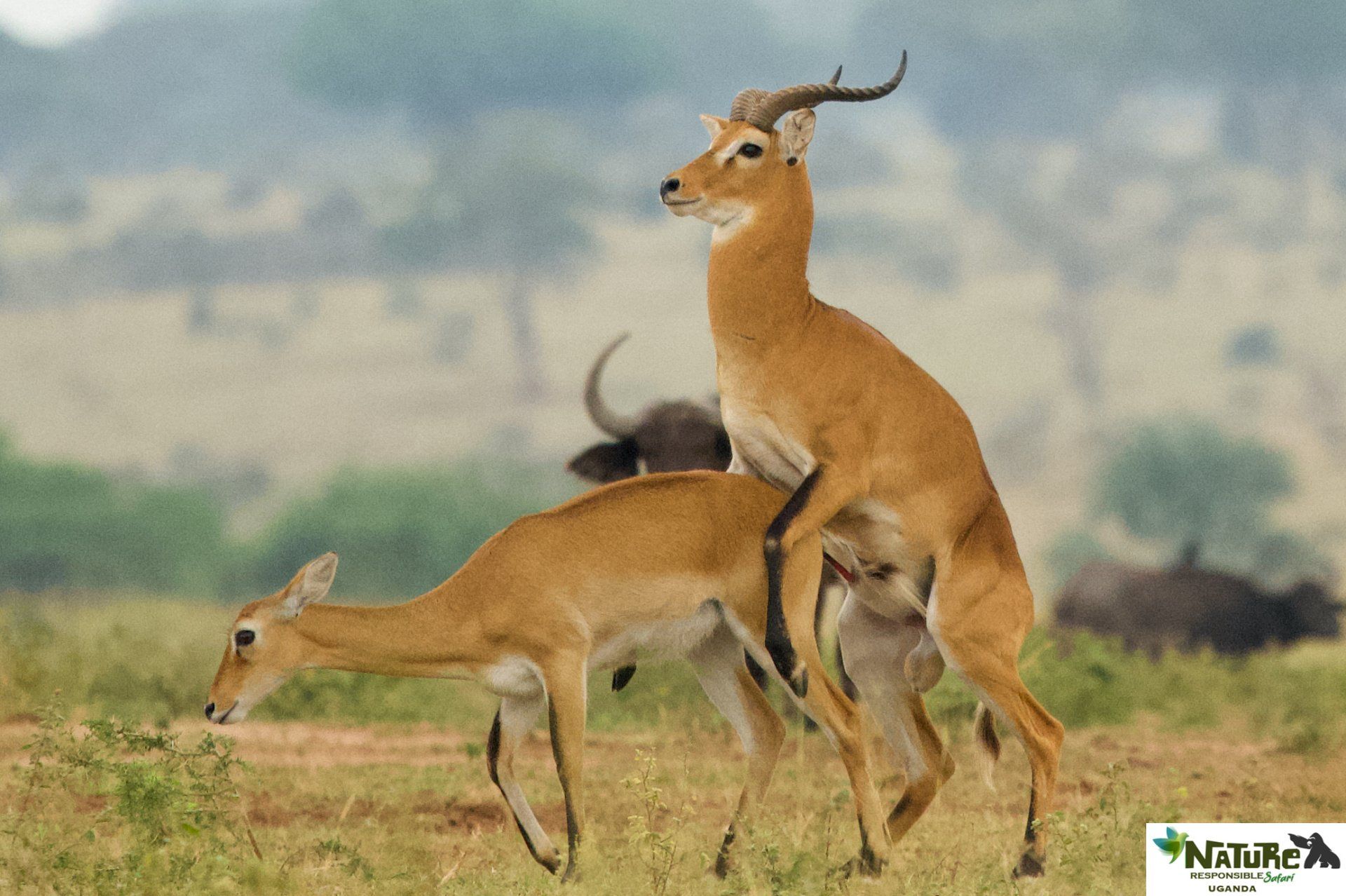 Kob Antilopen in Honeymoon