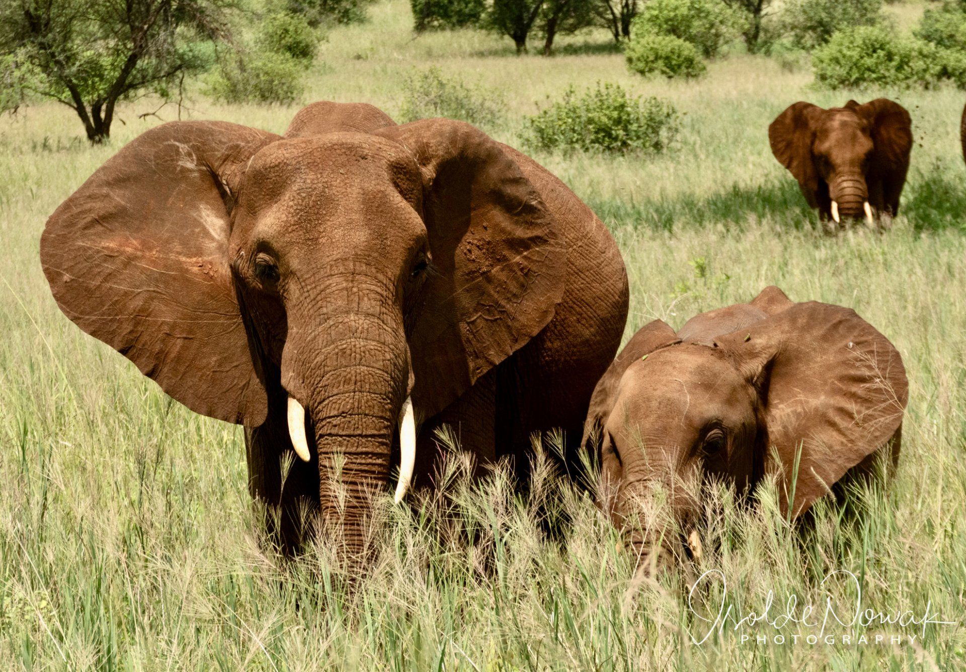 Elefanten in Tarangire