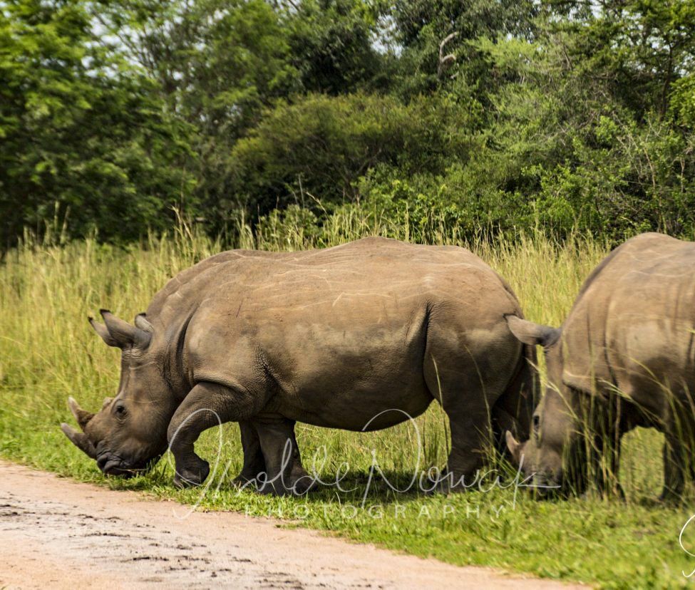 Nashorn