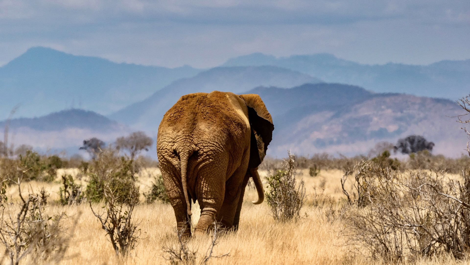 Elefant Fotoreisen Ostafrika