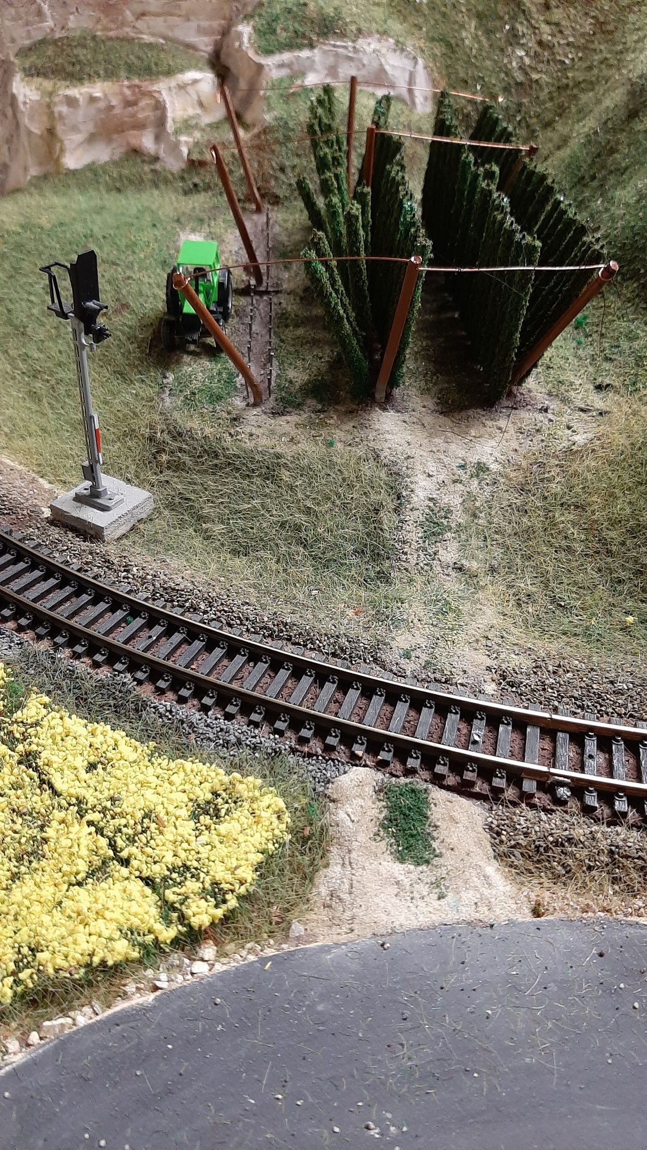 Hopfen- und Rapsfeld